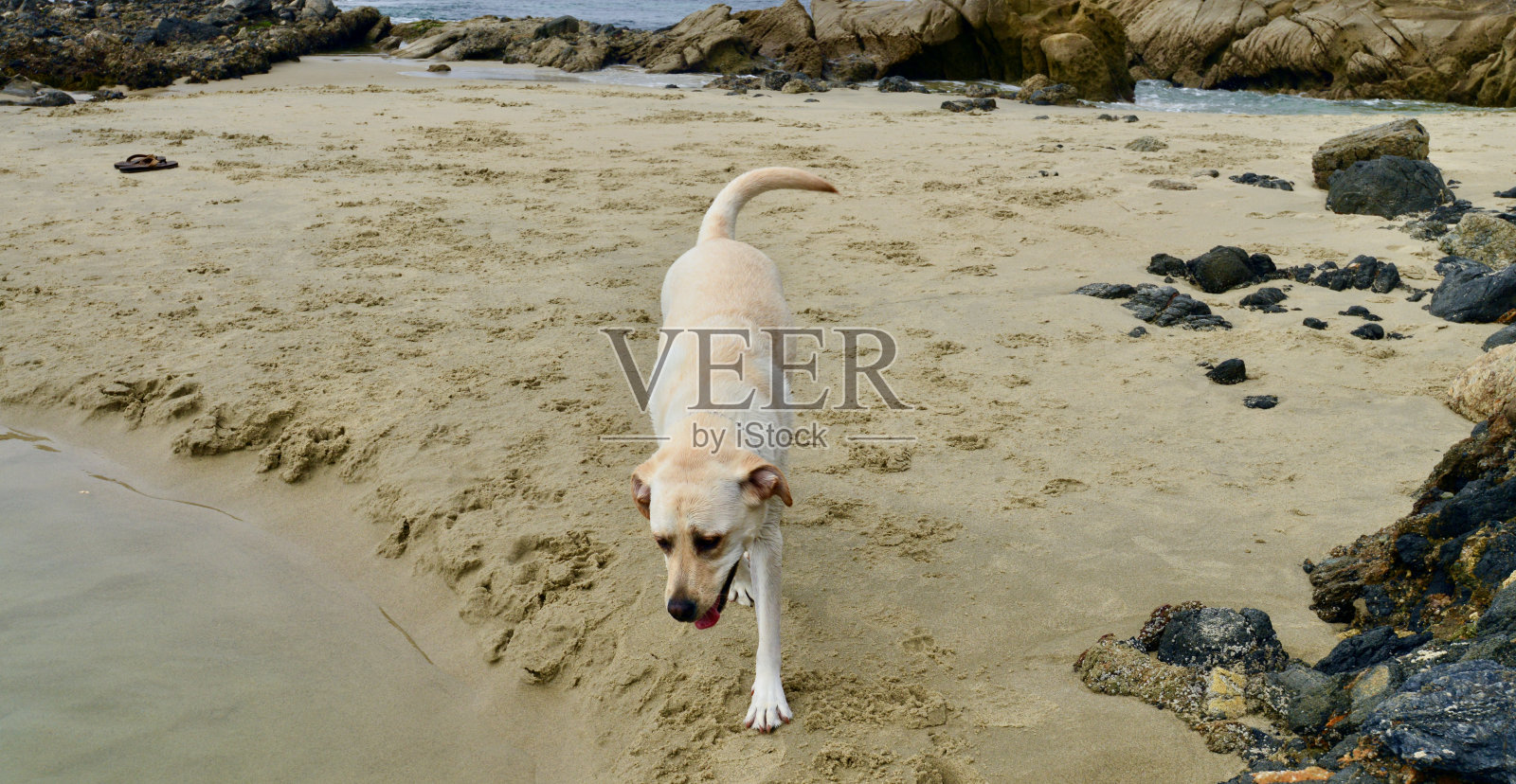 拉布拉多幼犬照片摄影图片