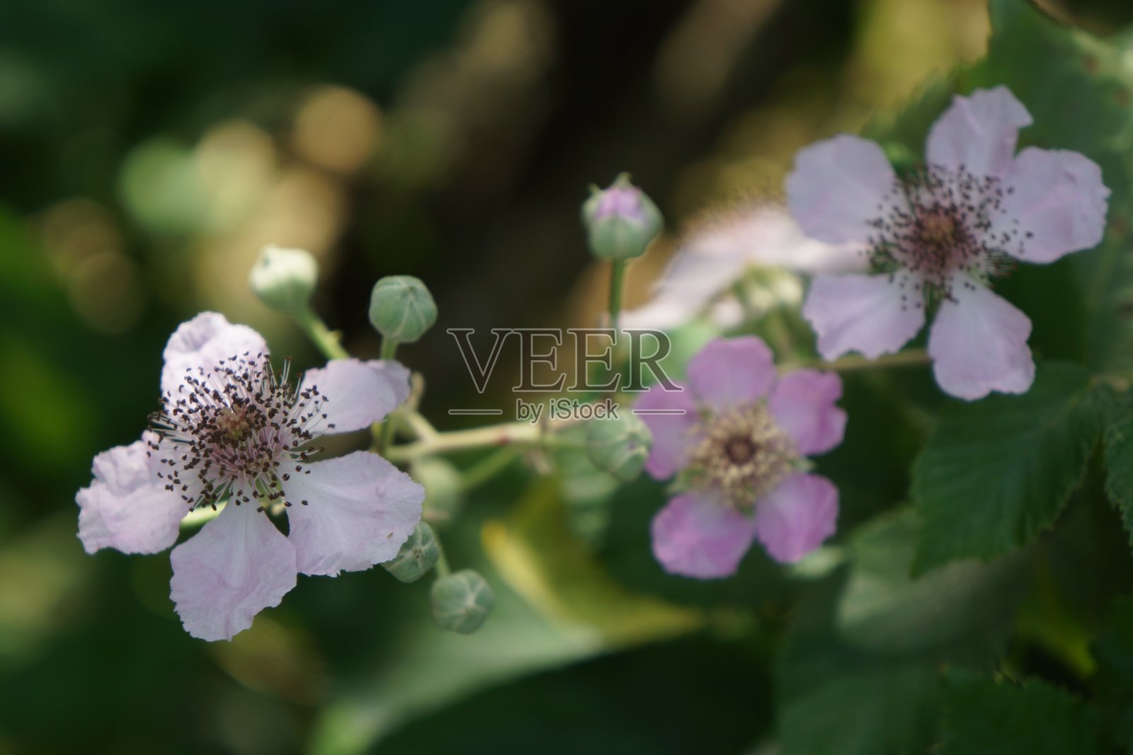 野黑樱桃的花照片摄影图片