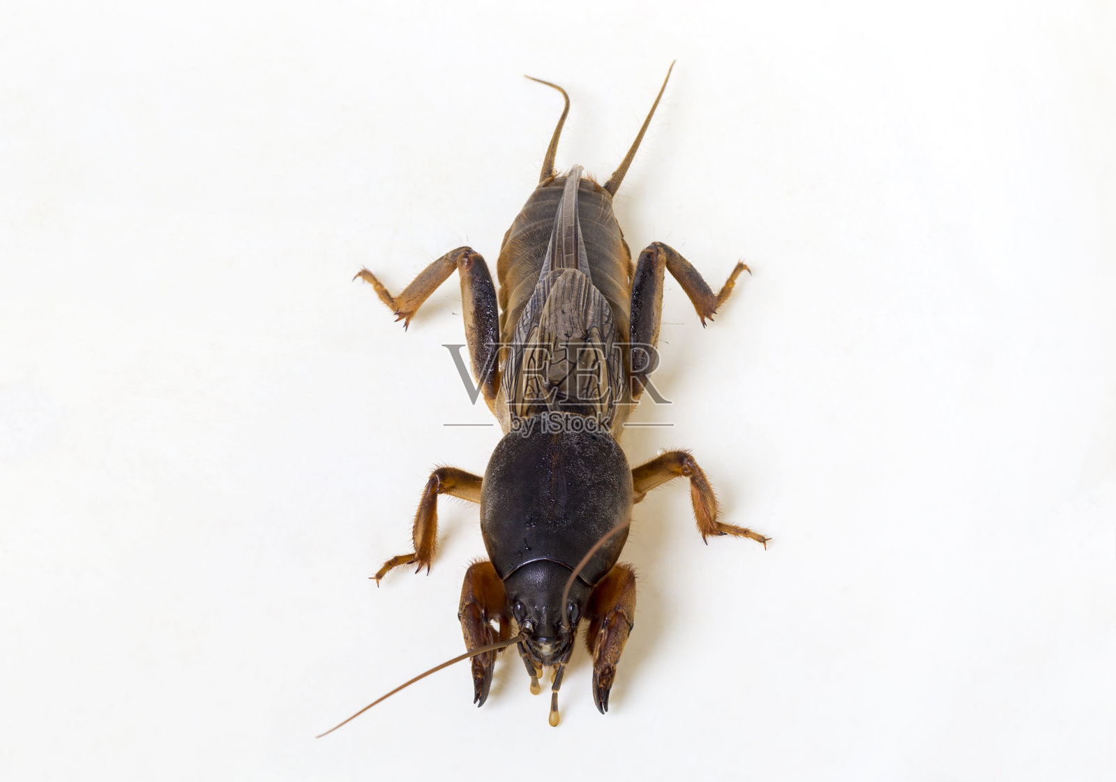 鼹鼠蟋蟀（Gryllotalpa gryllotalpa）。照片摄影图片