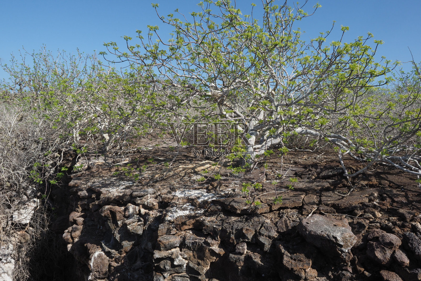 菲利普亲王的步道，Genovesa，加拉帕戈斯群岛照片摄影图片