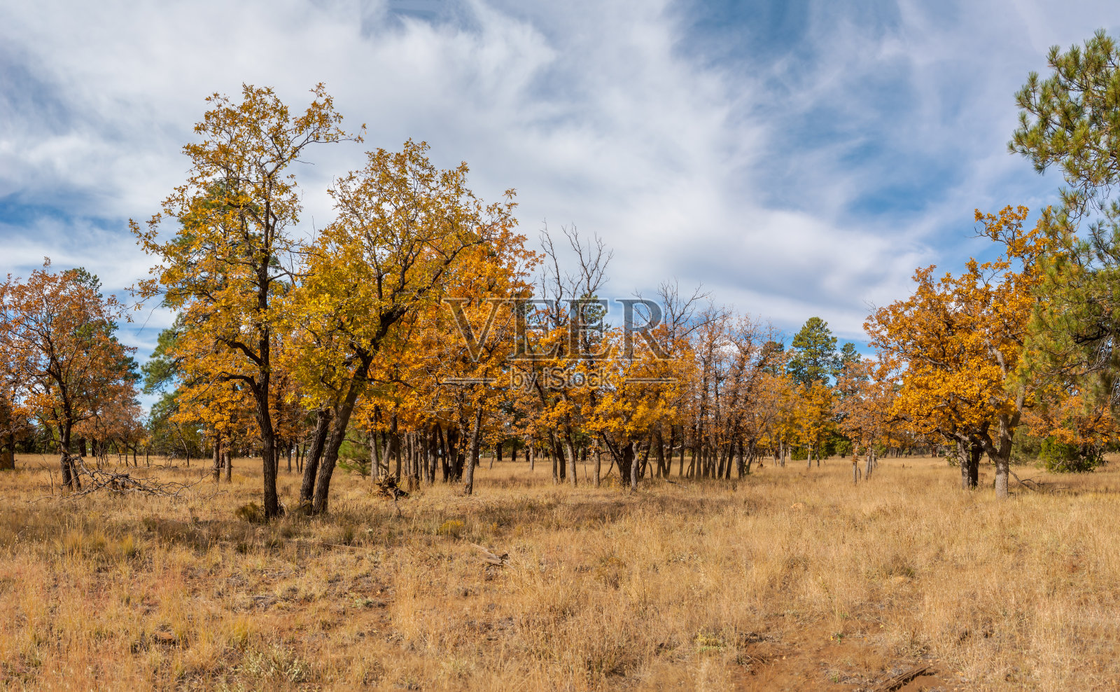 秋天的橡树林照片摄影图片