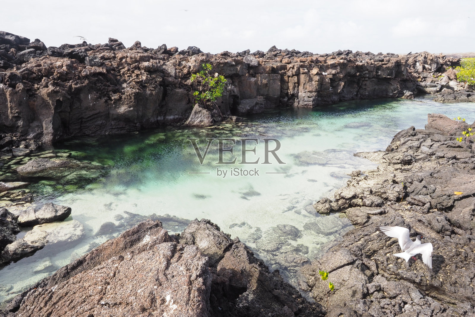 达尔文湾，吉诺维萨，加拉帕戈斯群岛照片摄影图片
