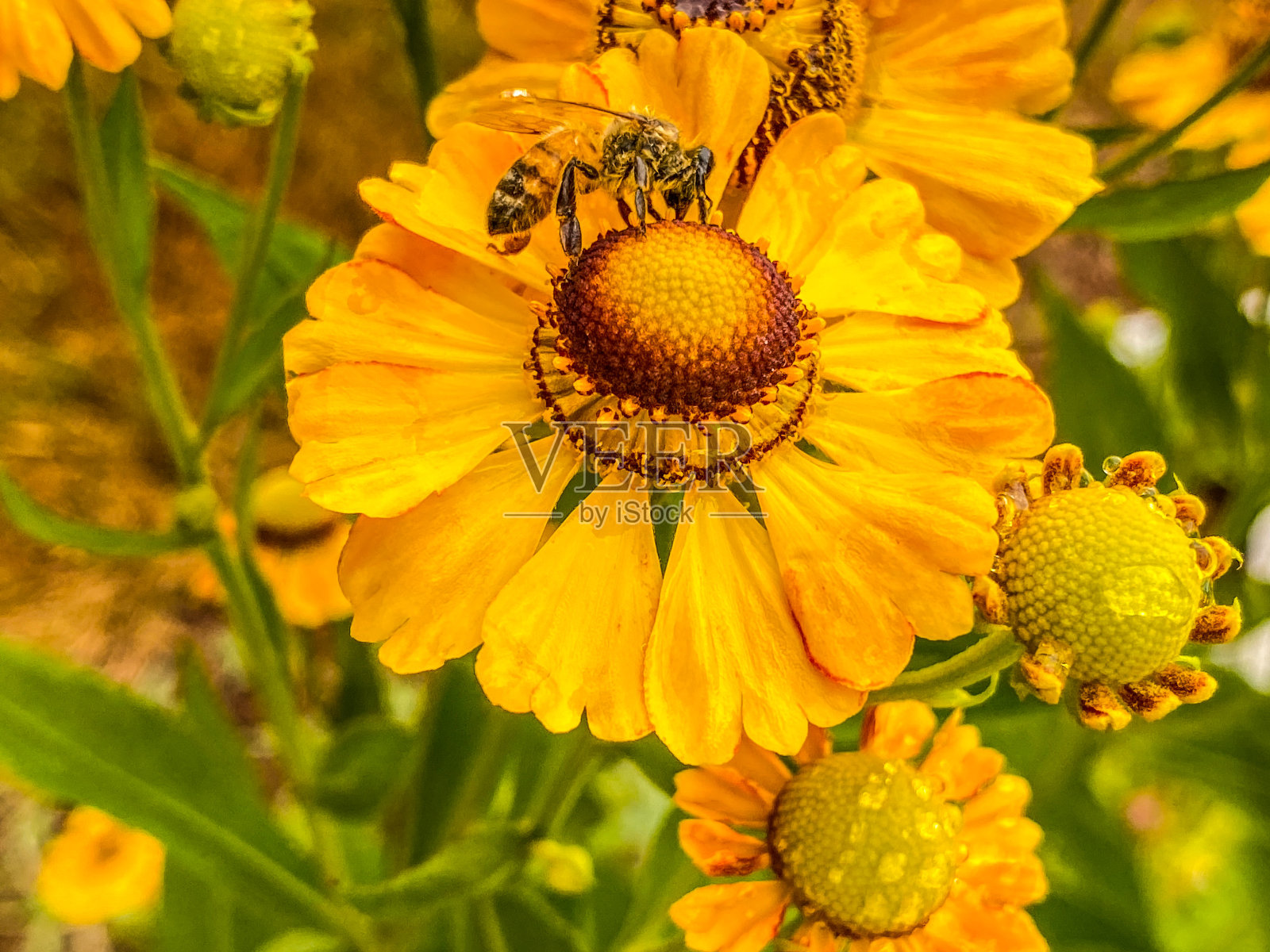 松果菊和蜜蜂照片摄影图片