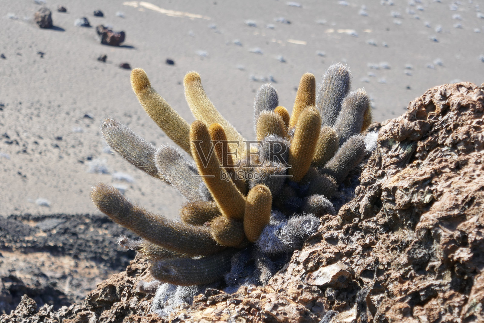 Bartolome,加拉帕戈斯群岛照片摄影图片
