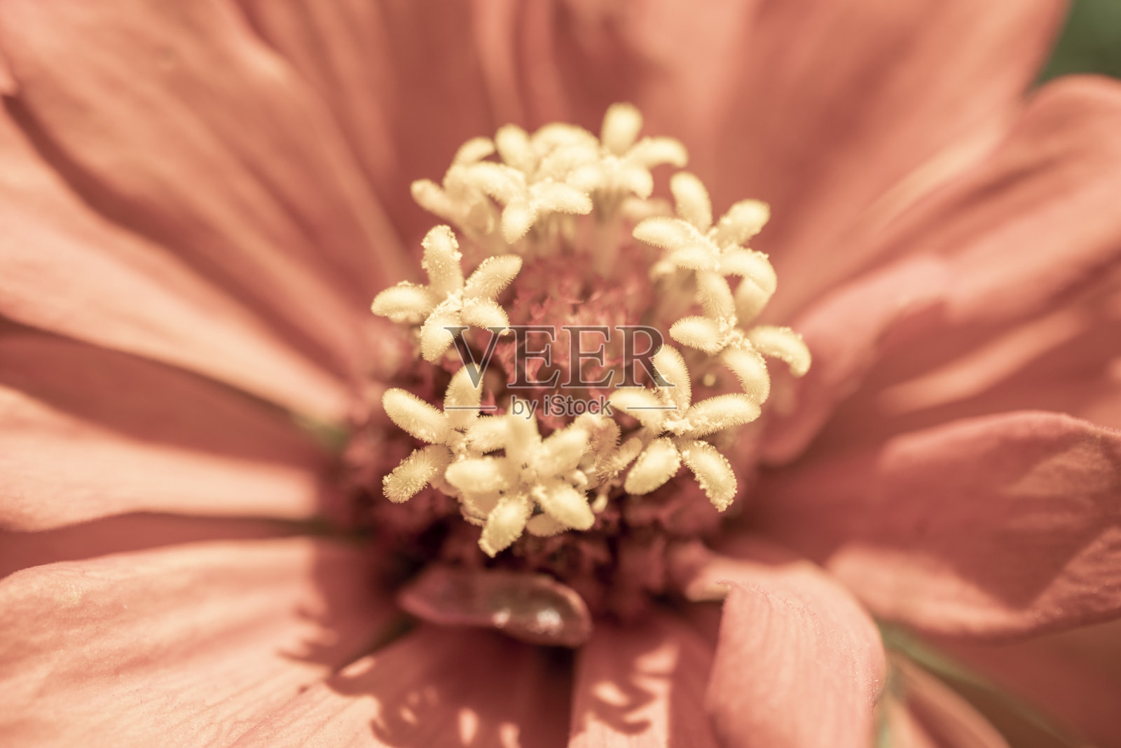 百日草，一种橙色的非洲菊。照片摄影图片