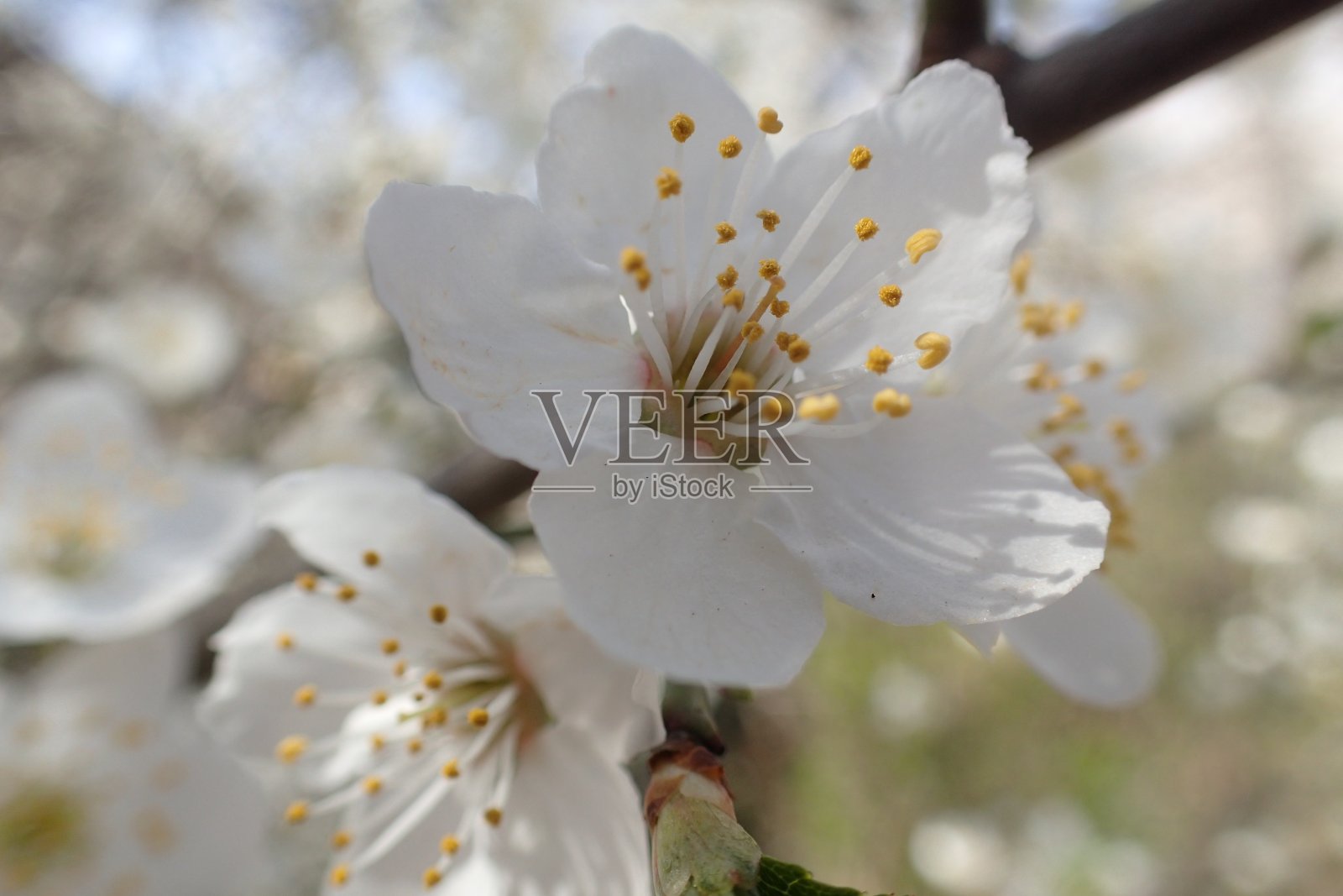 幼树开花的枝条照片摄影图片