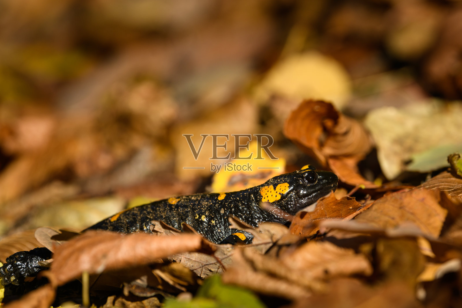 一个美丽的火蜥蜴的特写镜头照片摄影图片