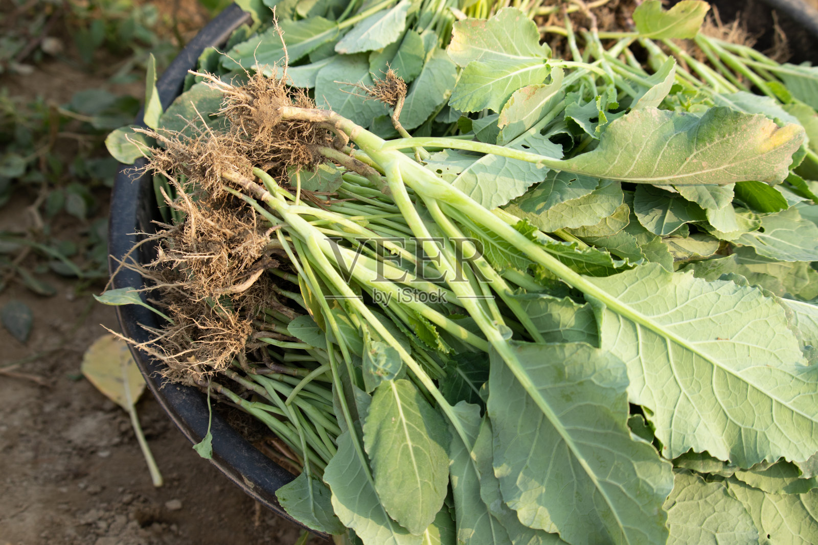 一组新鲜的绿叶菜花与根被称为戈壁或戈壁帕特克波德为种植在农业农田照片摄影图片