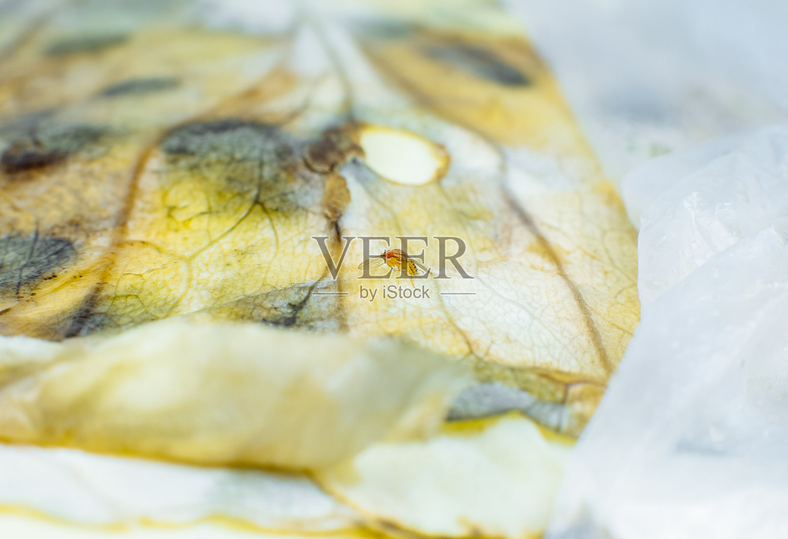 有害的蠓在腐烂和发霉的卷心菜。保存条件差。近距离看，变质的食物。真菌疾病。害虫和寄生虫。照片摄影图片