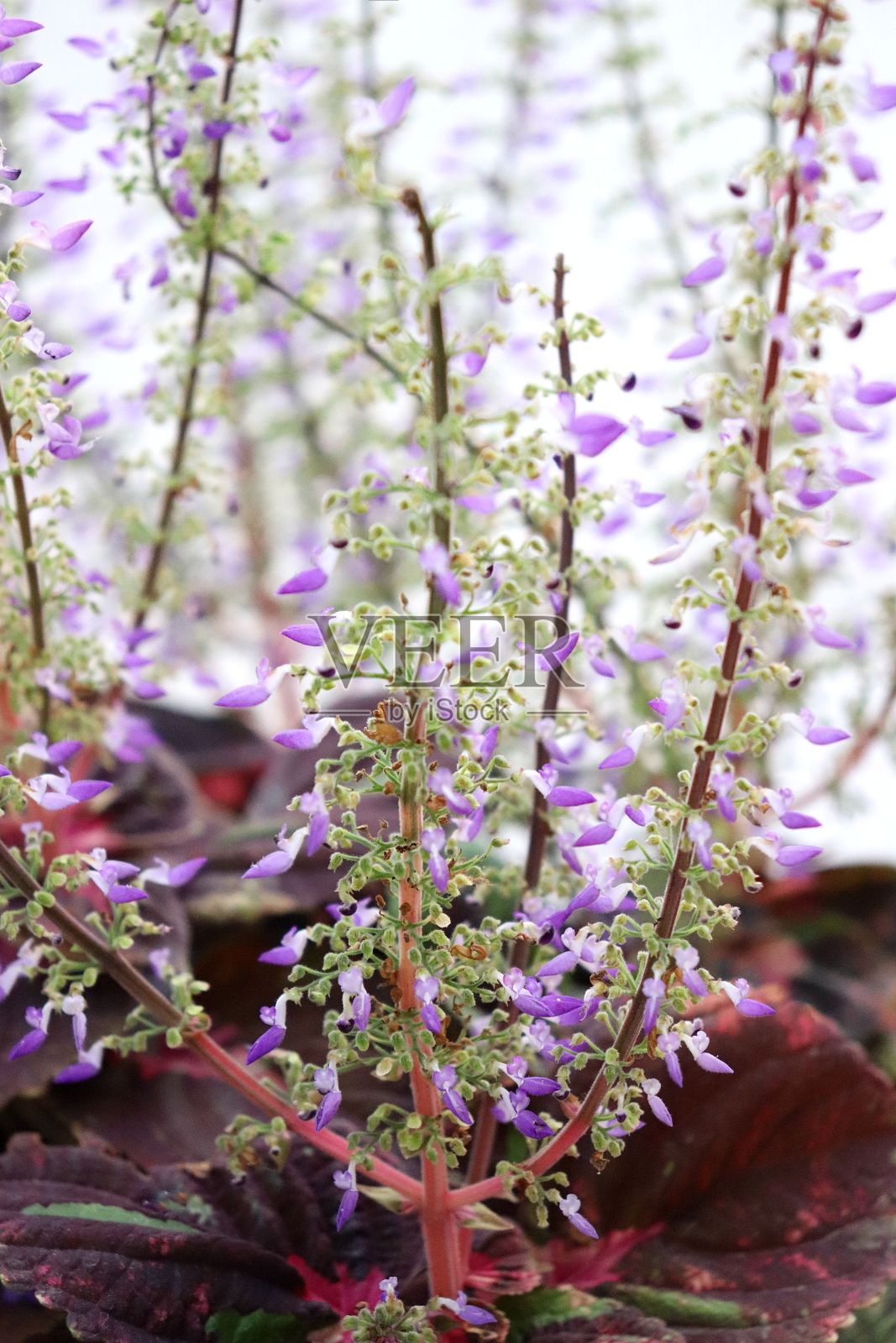 精致的紫色花朵照片摄影图片