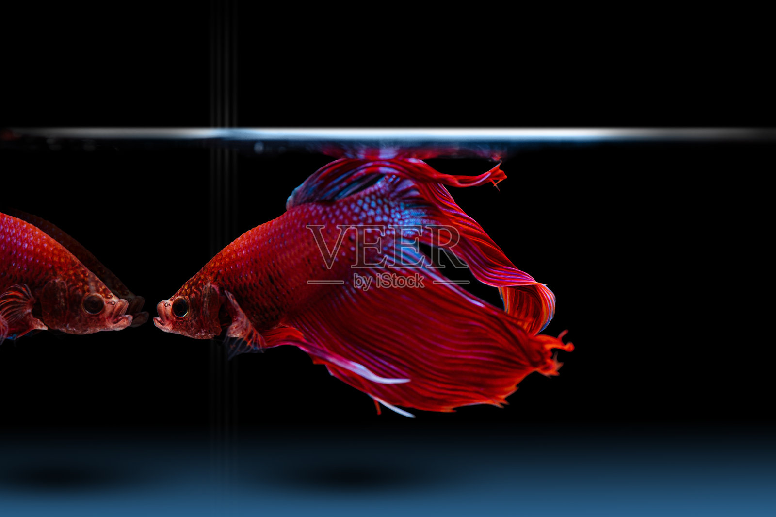 红斗鱼游来游去，姿态优美照片摄影图片