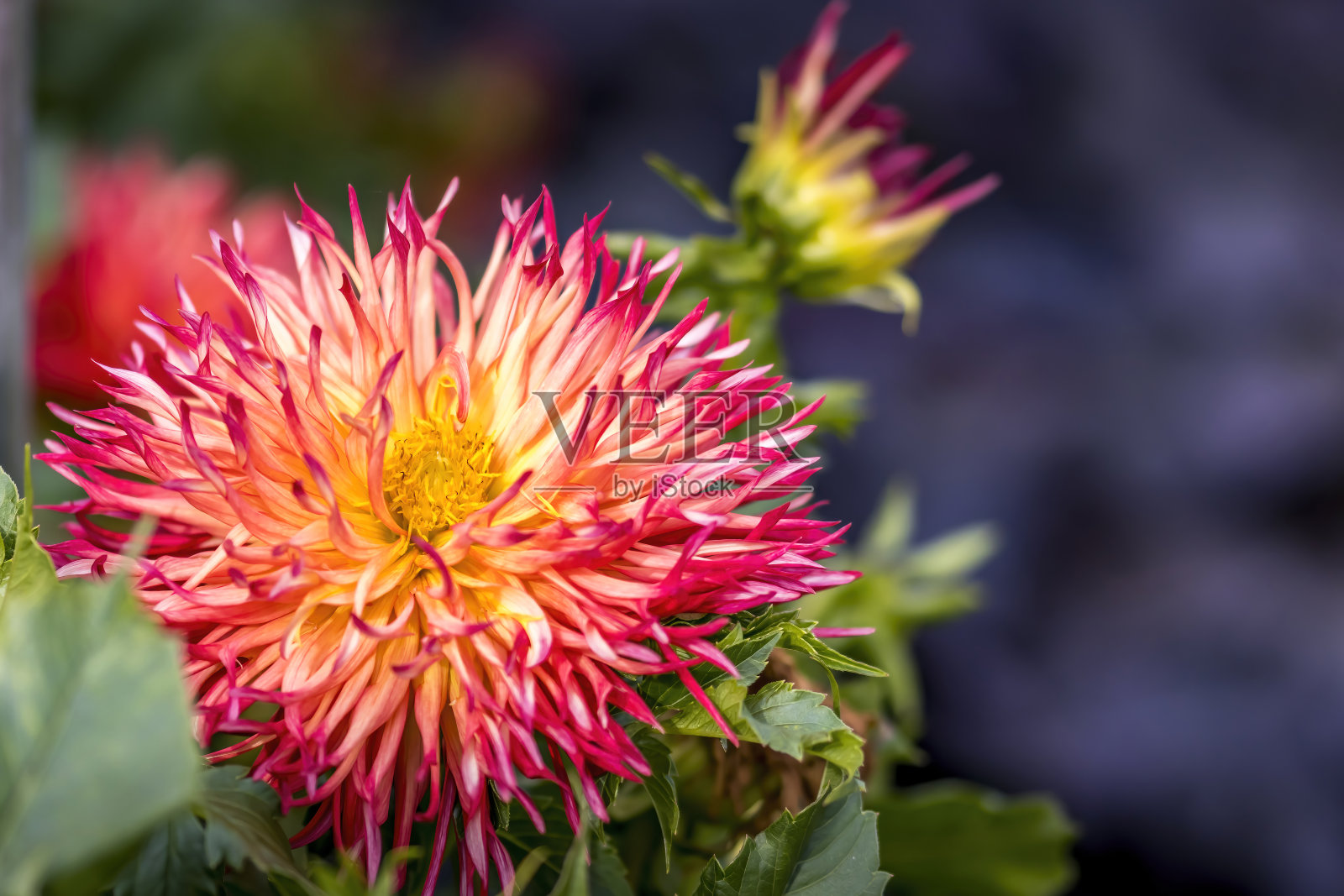 美丽的花朵在法兰克福的一个公园，海斯在一个阳光明媚的夏日。照片摄影图片