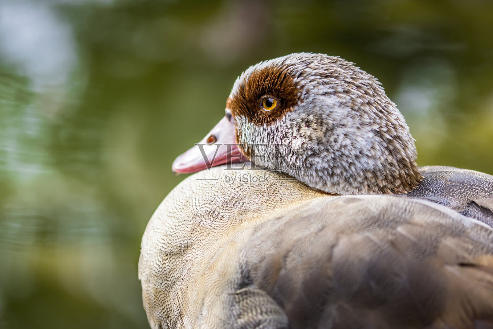 在晴朗但寒冷的秋天，公园池塘边的鹅，也叫埃及鹅。照片摄影图片