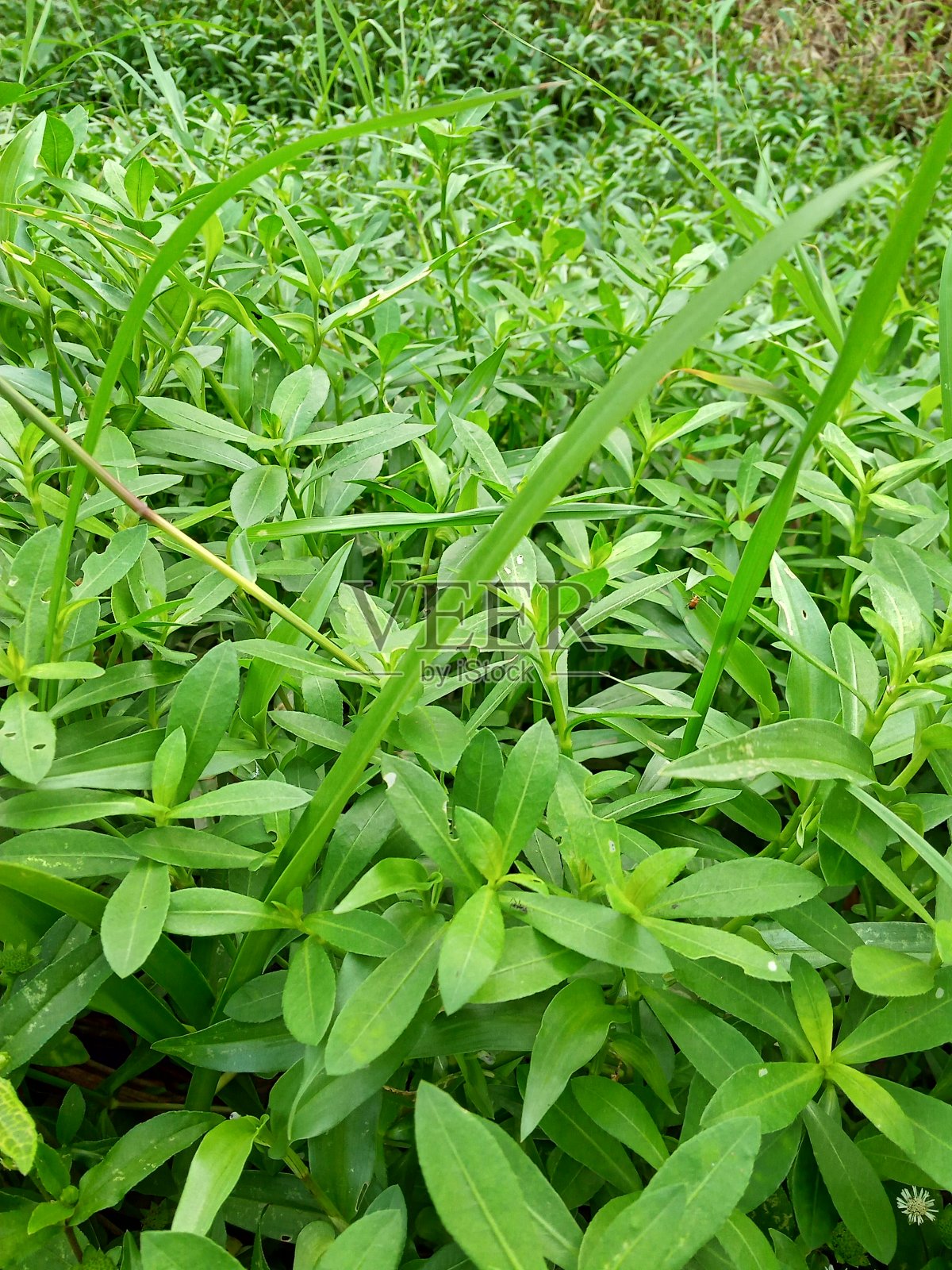 新鲜的绿叶树在公园的照片照片摄影图片