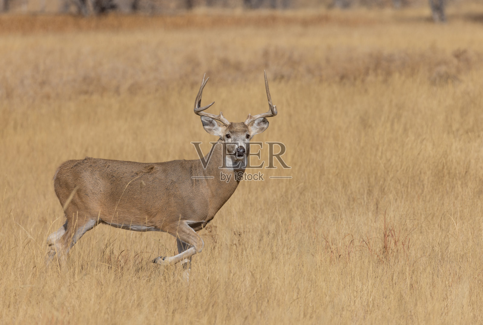 白尾鹿秋天的雄鹿照片摄影图片