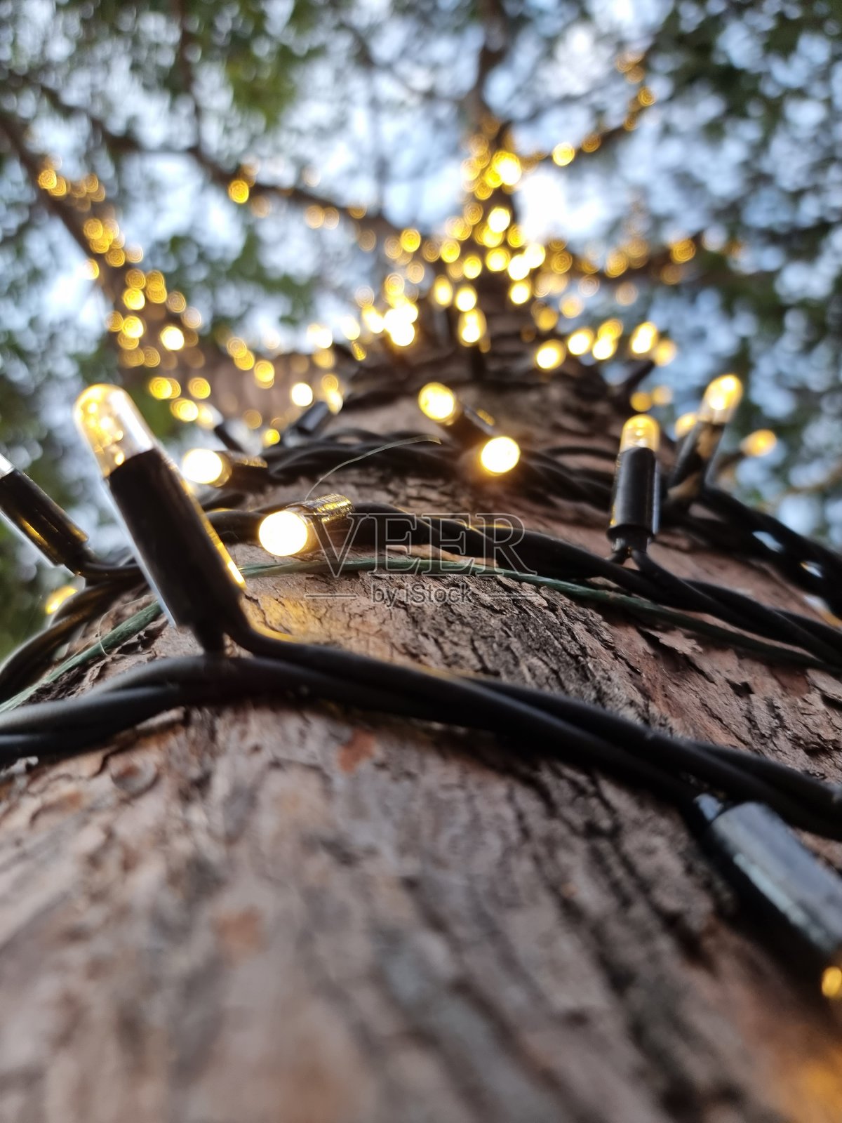 黄色的LED灯环绕着树照片摄影图片