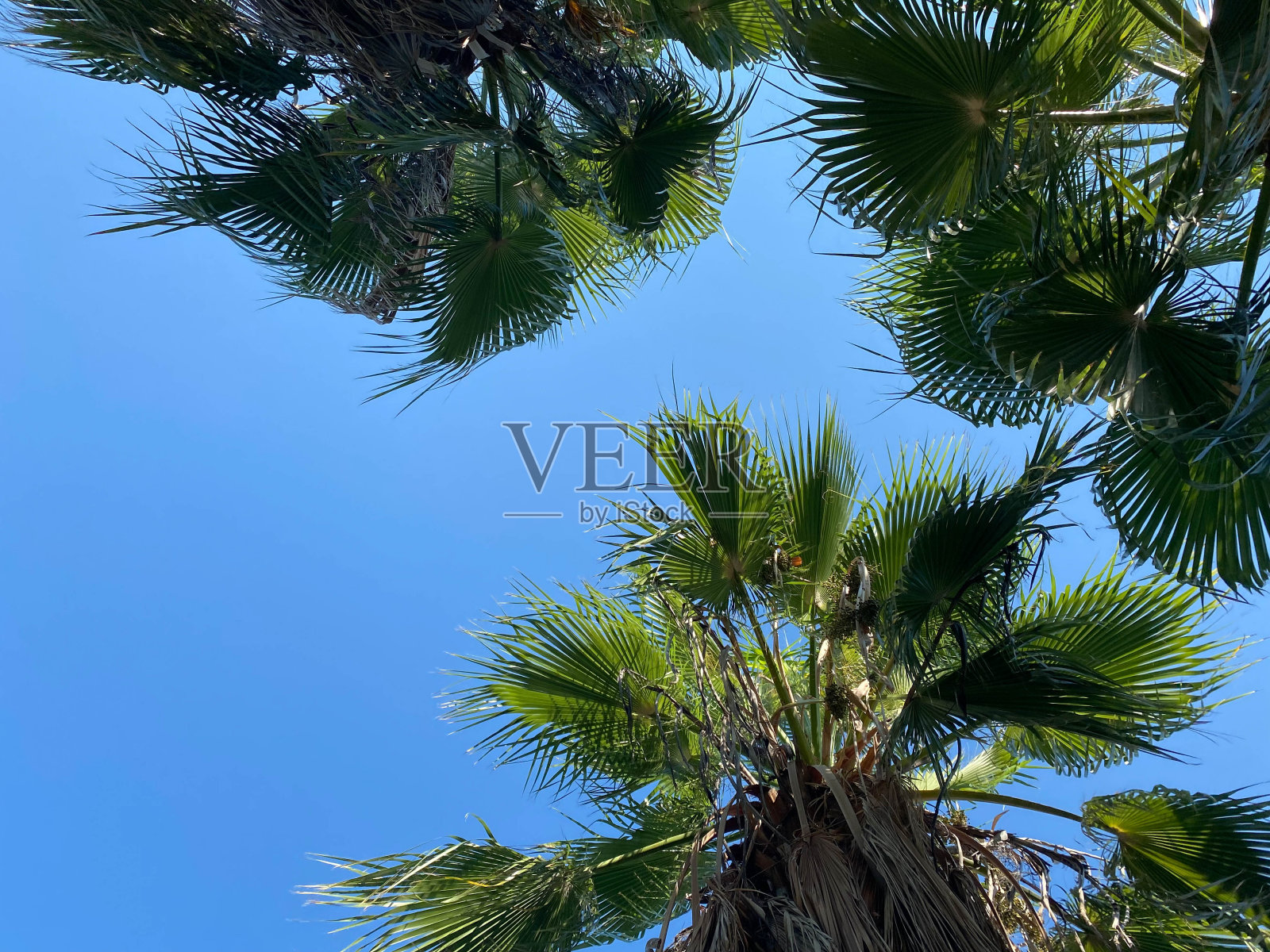 美丽的热带绿色棕榈树映衬着蓝天照片摄影图片