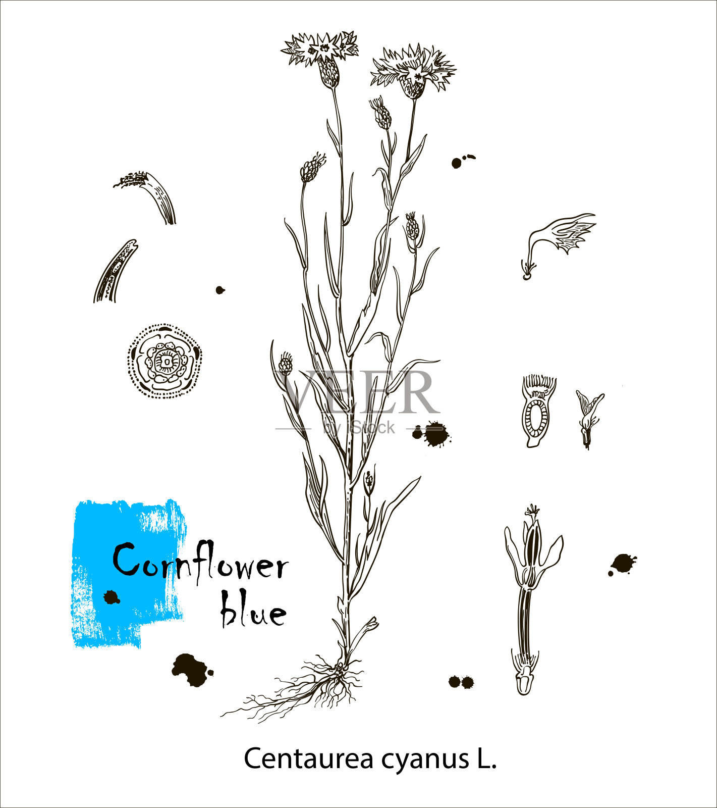 手绘野生干草花。浅花。医学草药。古典雕刻艺术。植物插图。适用于化妆品、医药、治疗、香薰、护理、包装设计等领域插画图片素材