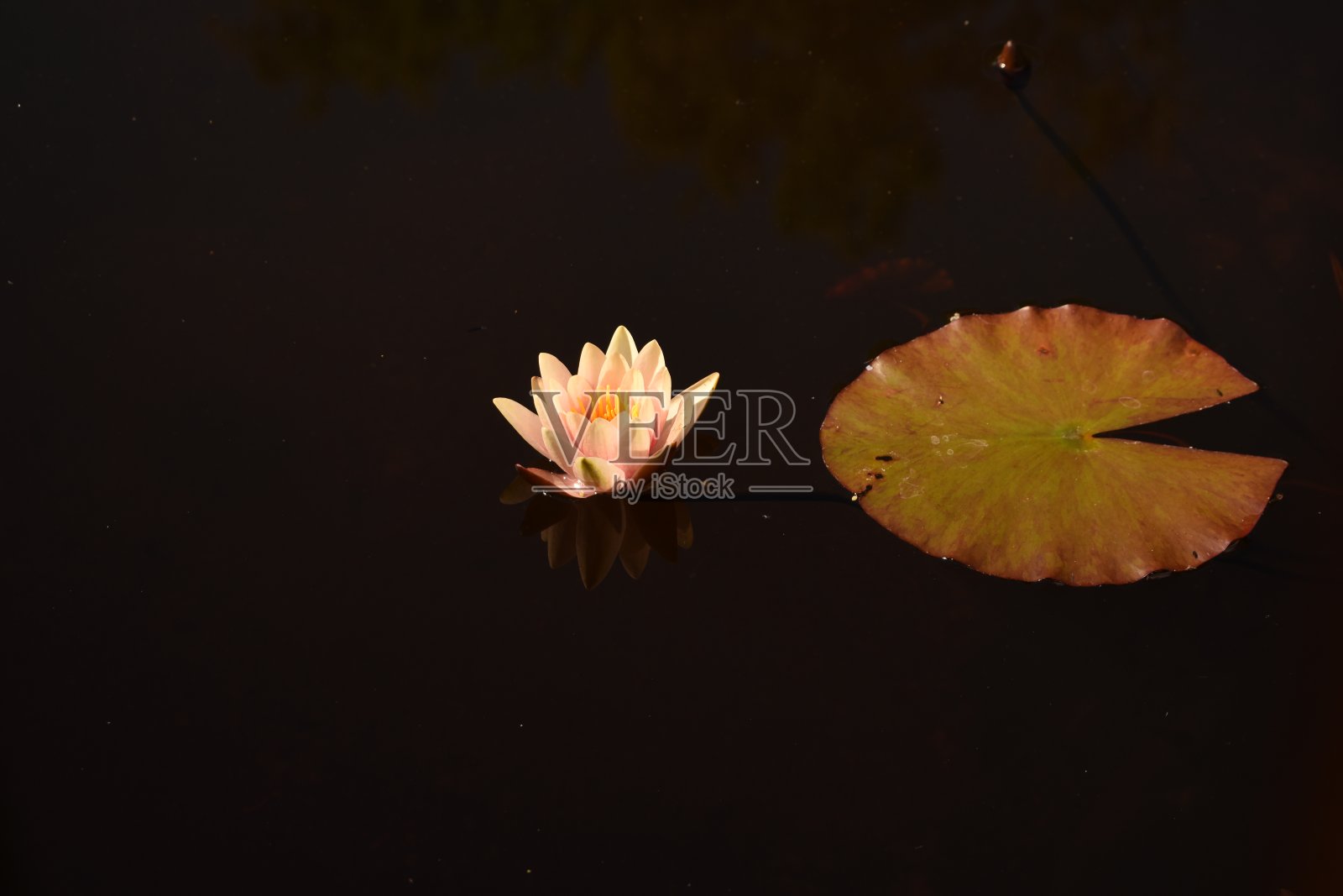 睡莲照片摄影图片