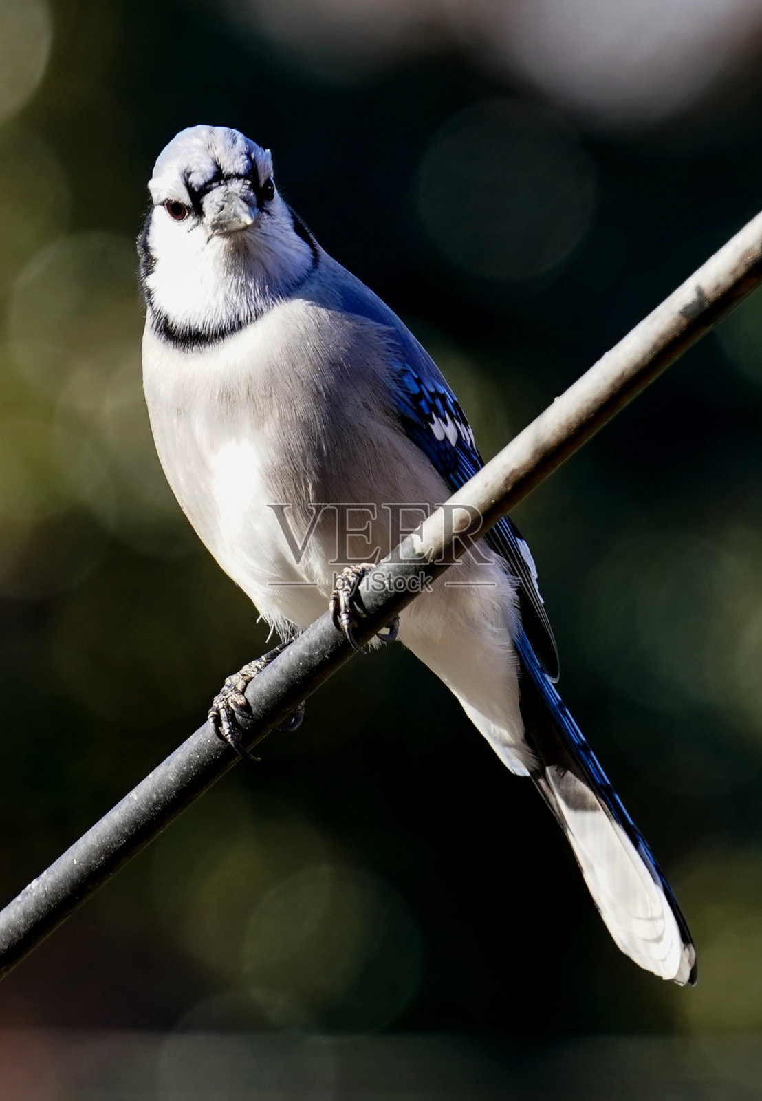 冠蓝鸦在金属杆上照片摄影图片