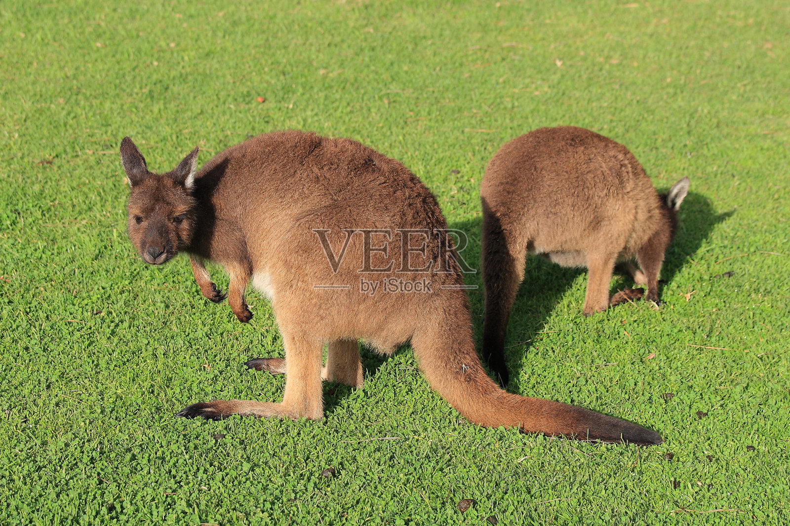 在南澳大利亚林肯港的一个农场里，班尼特沙袋鼠照片摄影图片