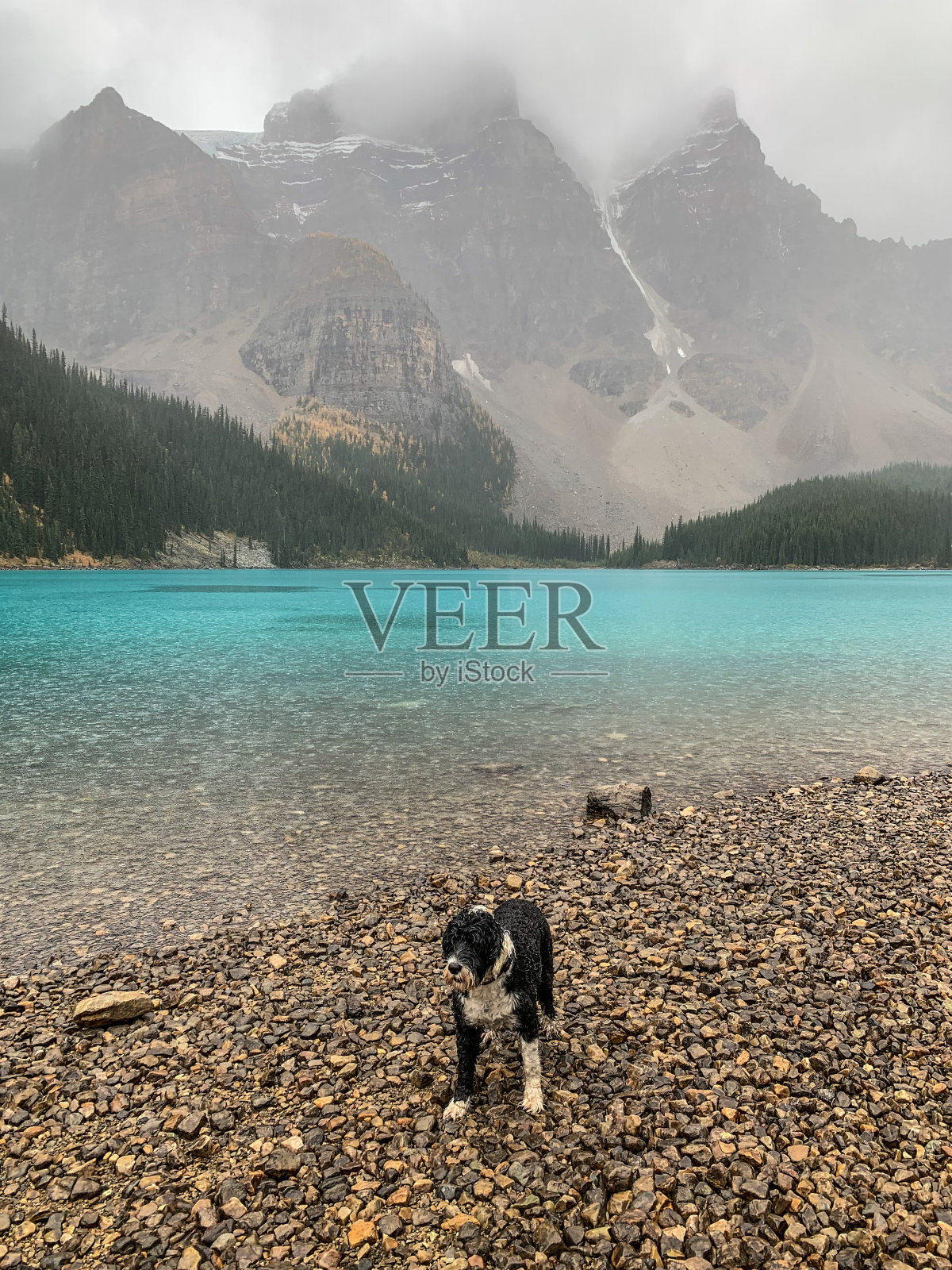 下雨天在冰碛湖的狗照片摄影图片