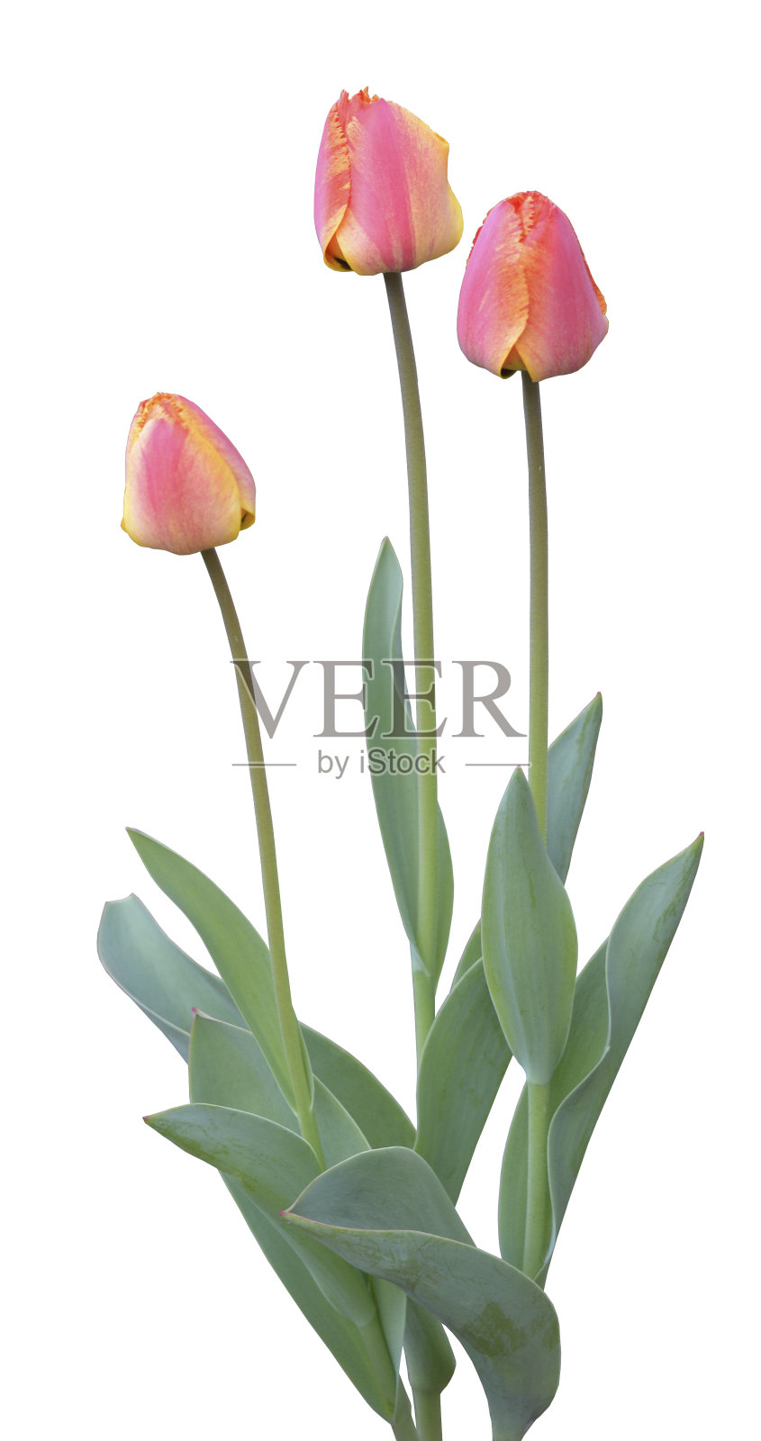 茎上有三个粉黄色的郁金香花蕾，下面有叶，背景为白色。照片摄影图片