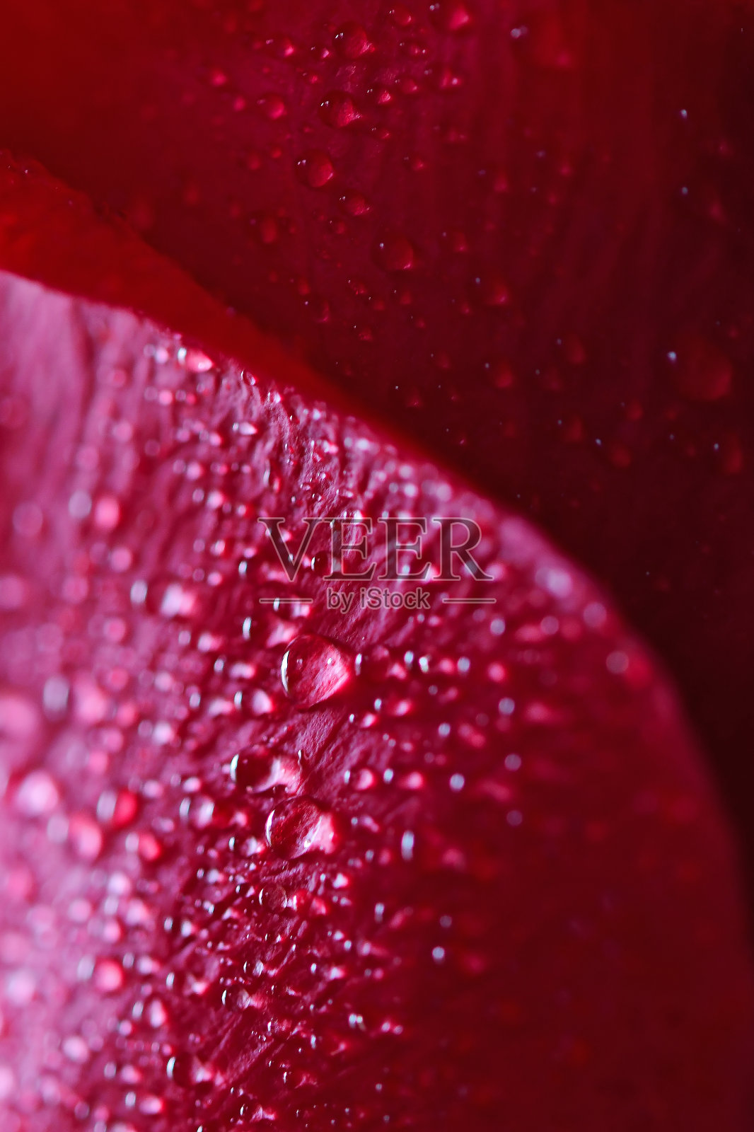 玫瑰花上的露珠照片摄影图片