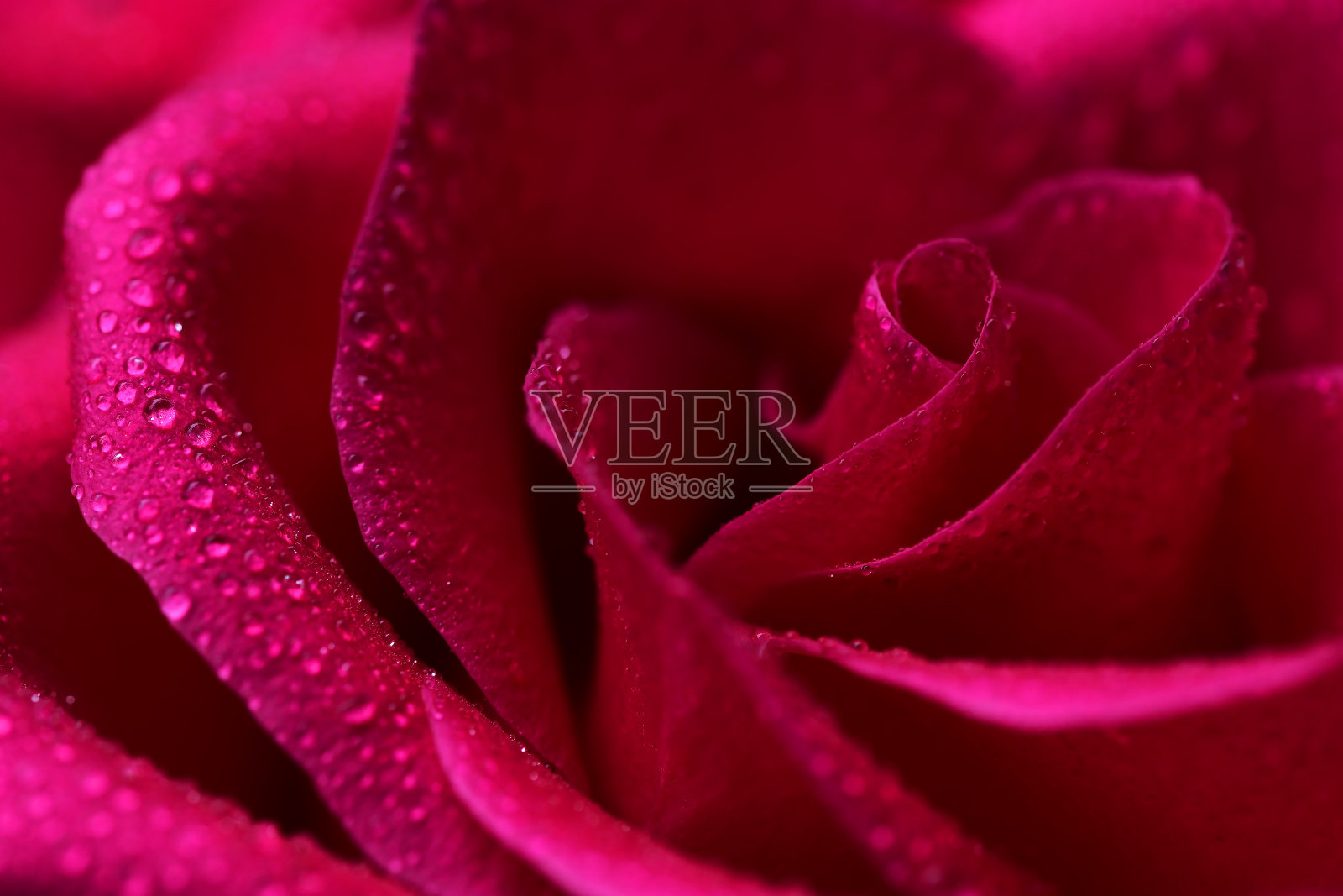 玫瑰花上的露珠照片摄影图片