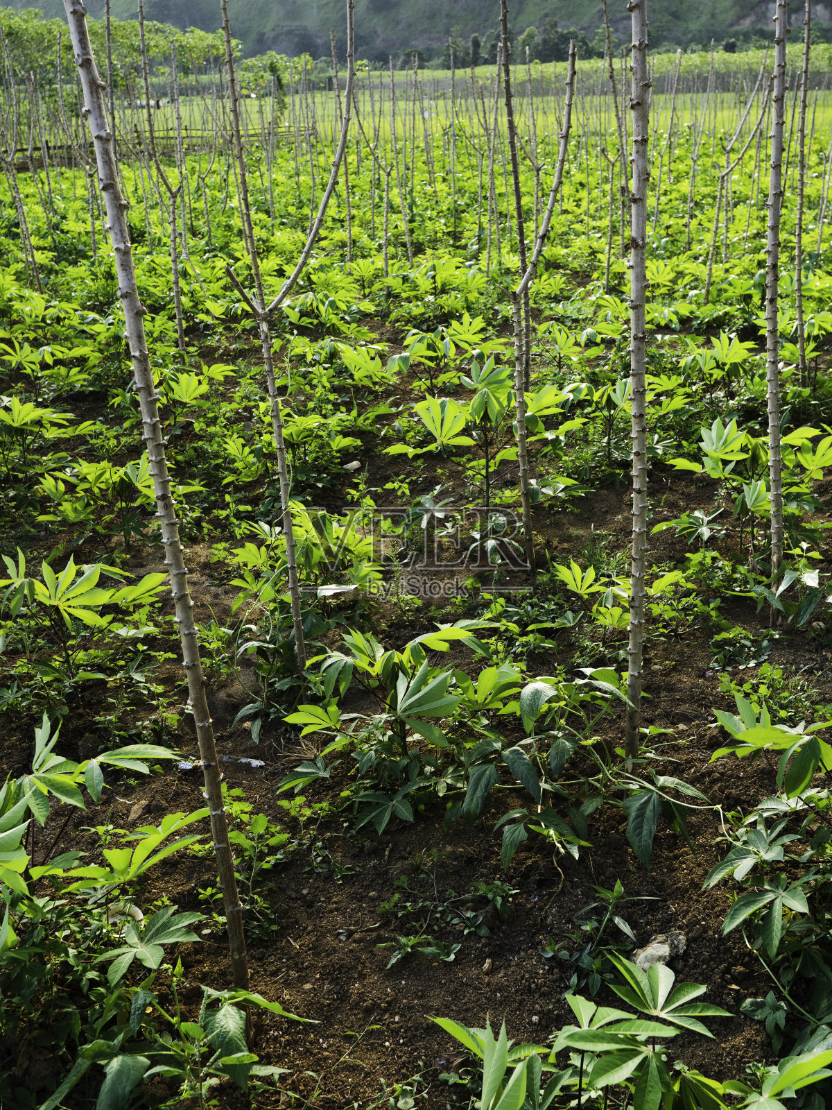 靠近有叶子的植物照片摄影图片