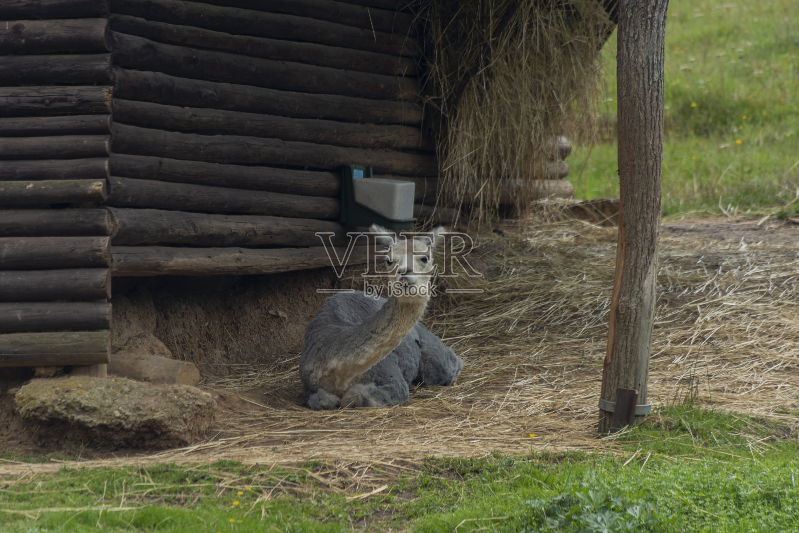 在斯洛伐克炎热的夏日里，喇嘛站在绿草地上照片摄影图片
