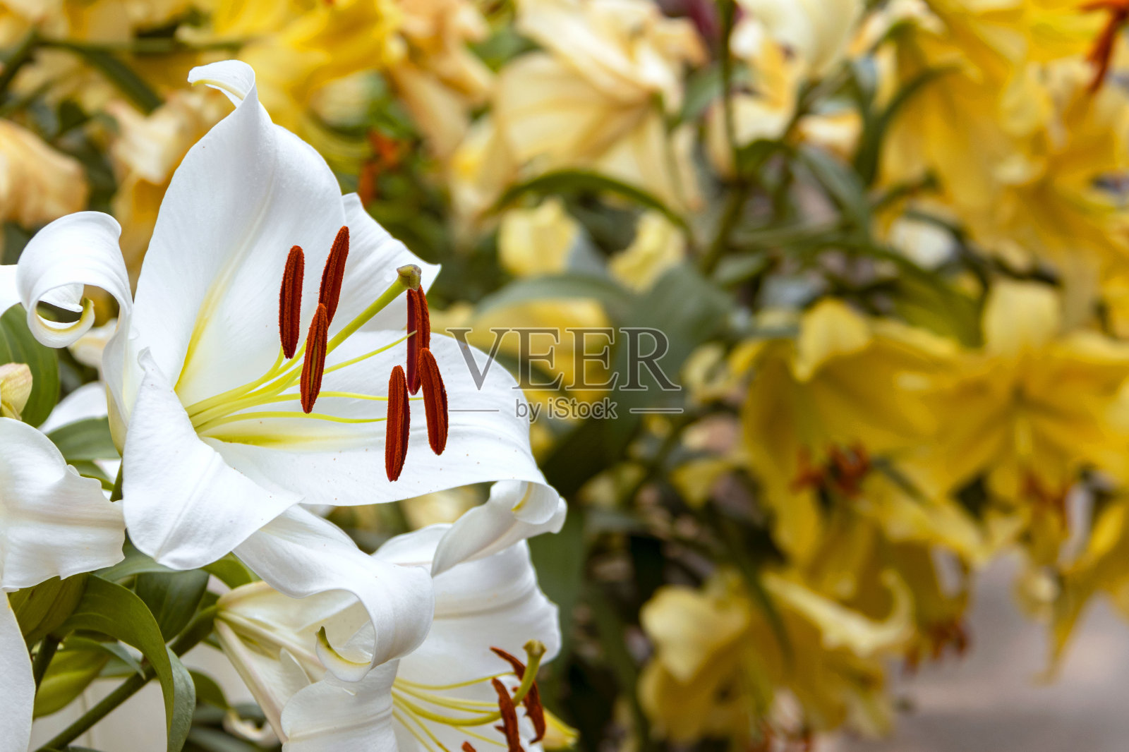 大的白色百合特写against黄色百合在花园里，东方杂交照片摄影图片