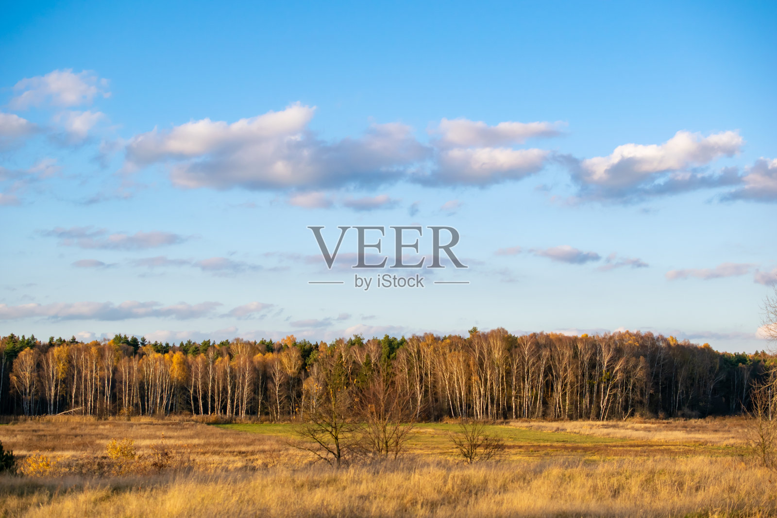 一个阳光明媚的秋天夜晚的森林照片摄影图片