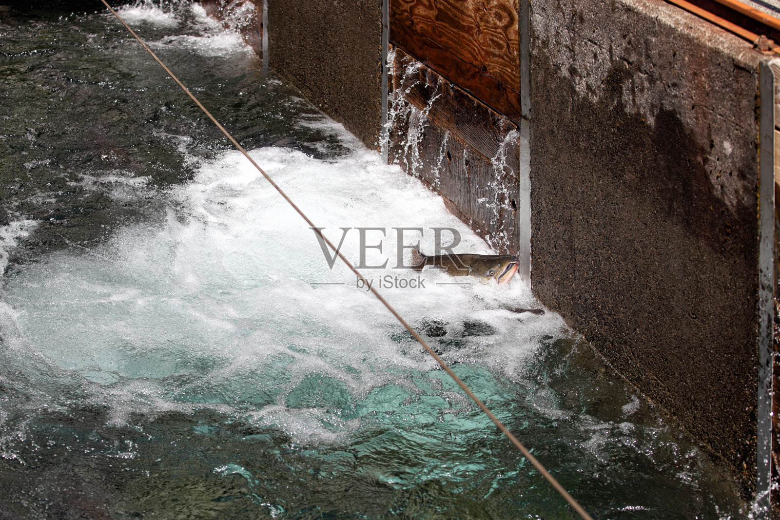 鲑鱼游泳上游照片摄影图片