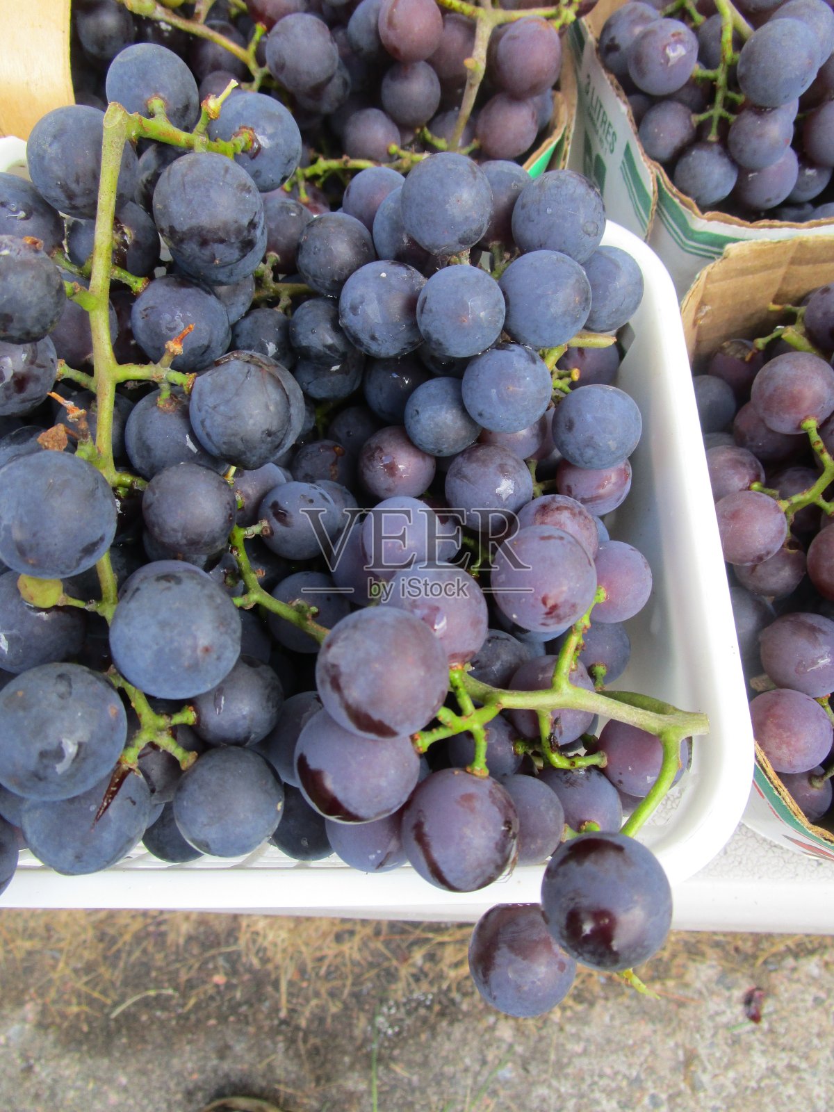 自家种的葡萄照片摄影图片