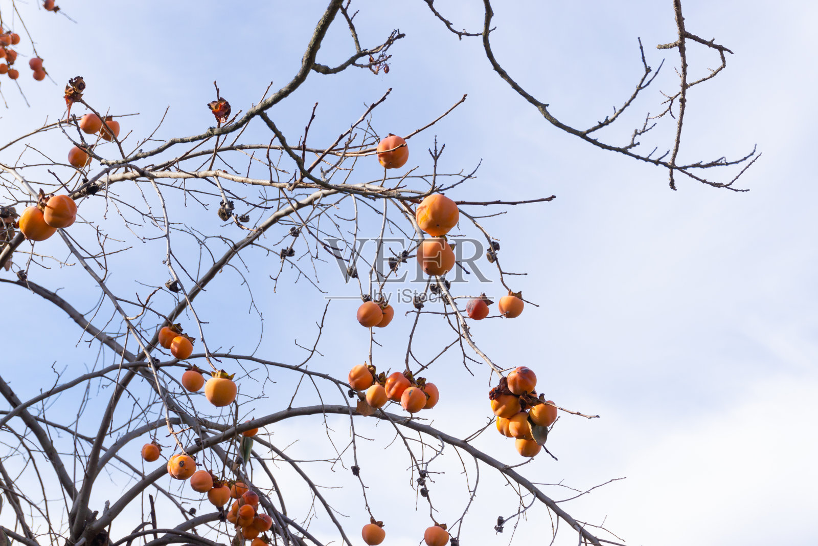 一棵满是成熟柿子的树照片摄影图片