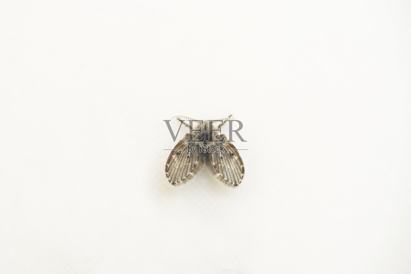 白色瓷砖上的蛾蚋照片摄影图片