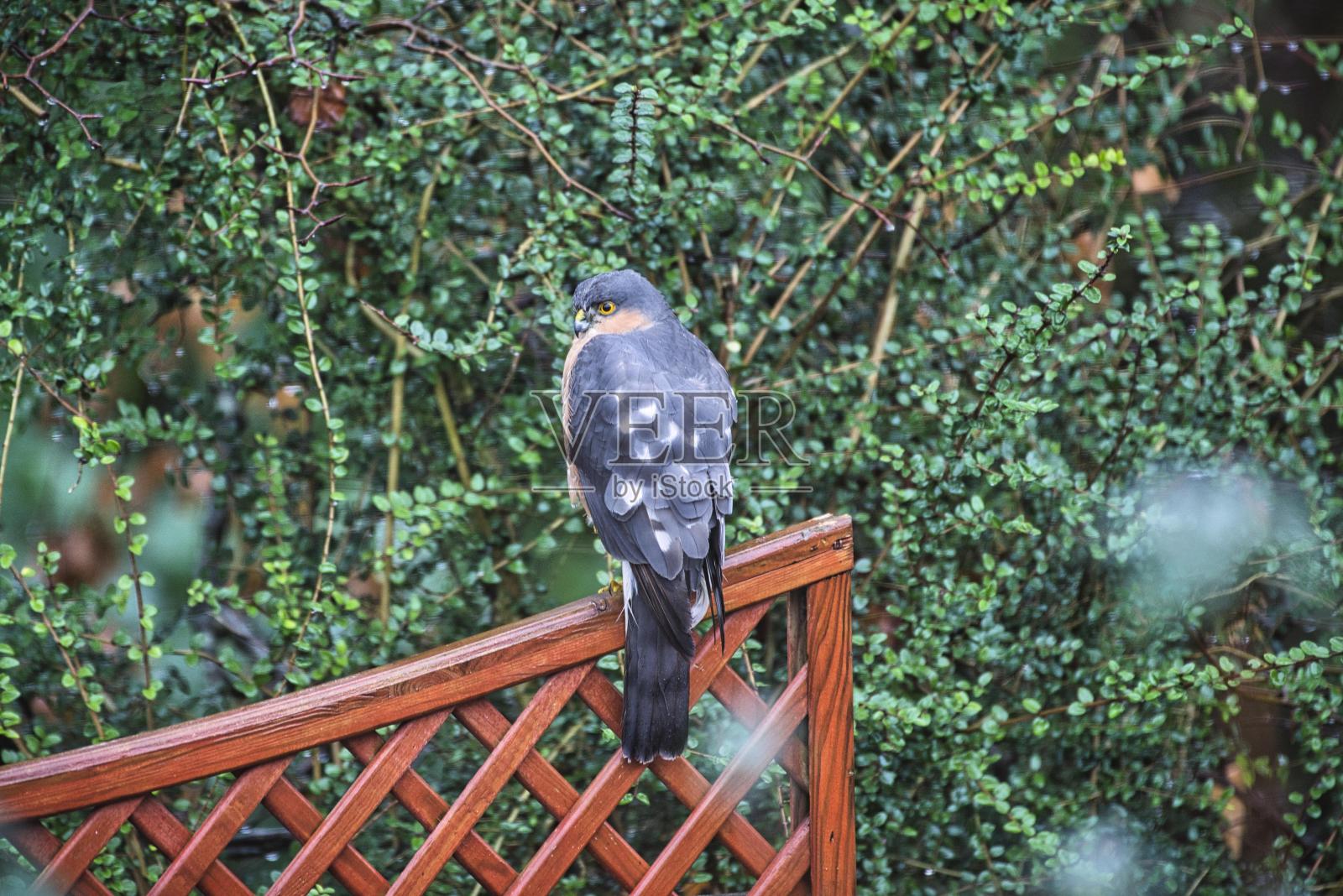鸟类在苏格兰照片摄影图片