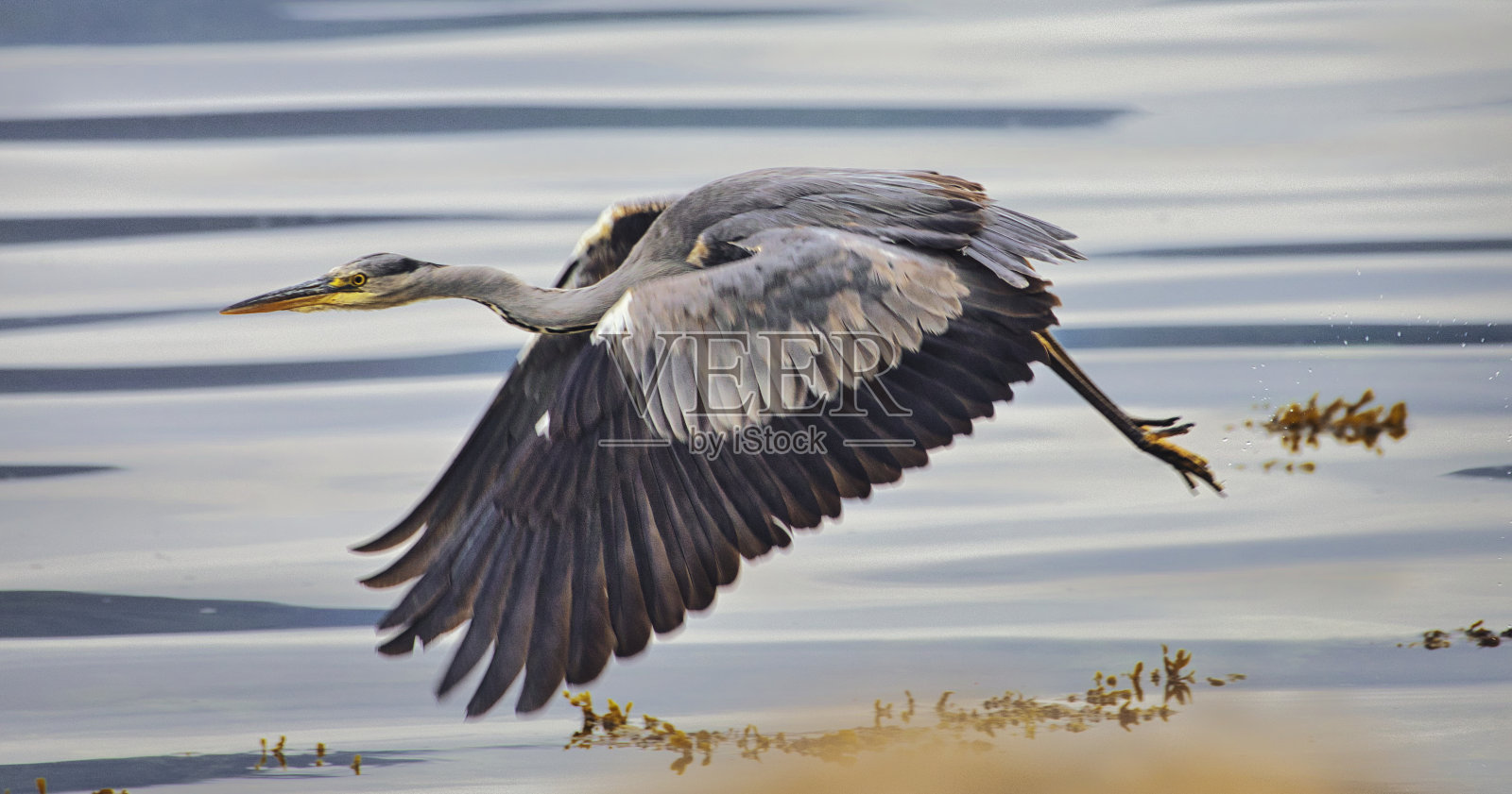 鸟类在苏格兰照片摄影图片