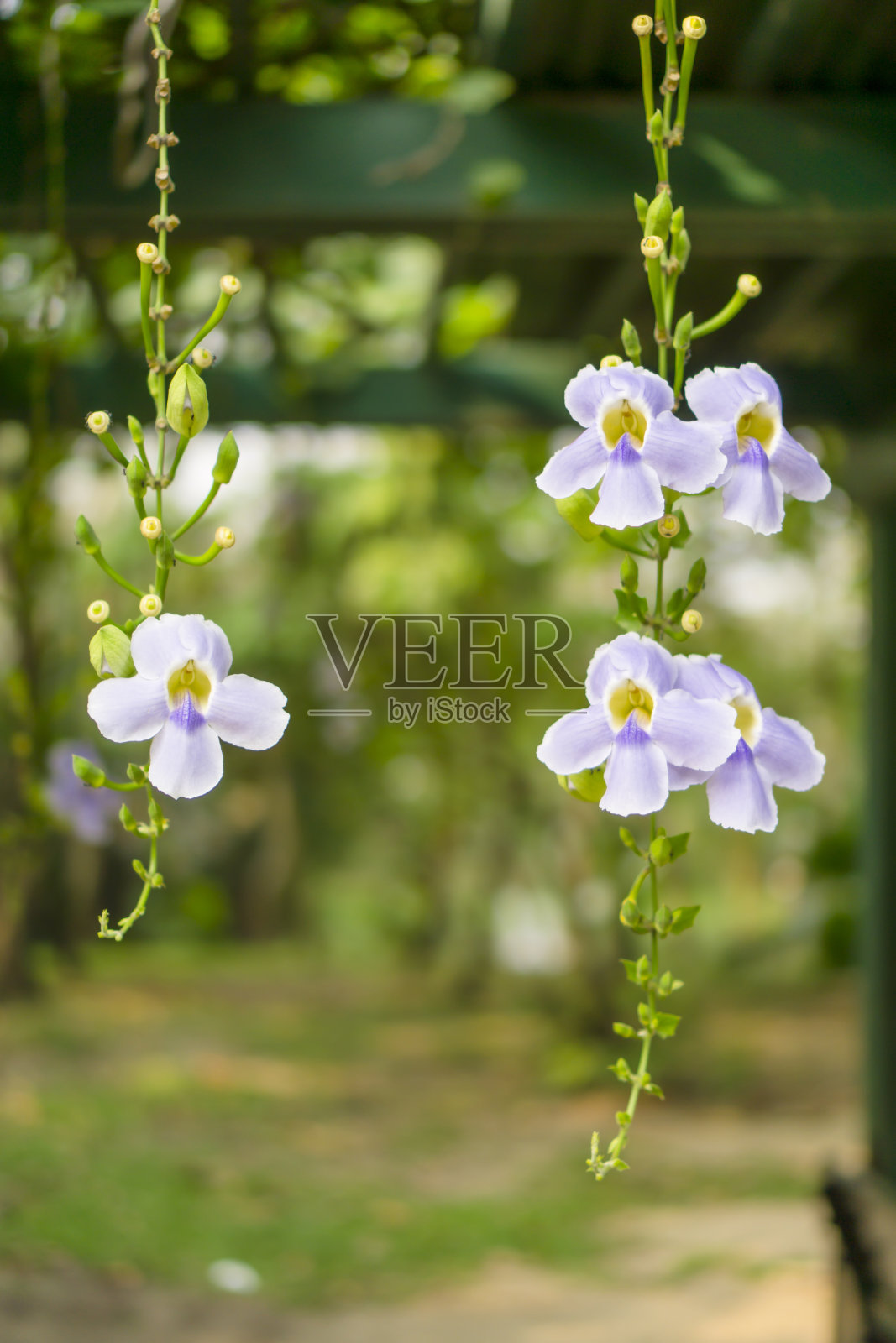 束蓝色花瓣的孟加拉喇叭在绿色的棚架上，一种室内植物在棘科知道为孟加拉发条藤，喇叭藤，蓝色的天藤和天藤照片摄影图片