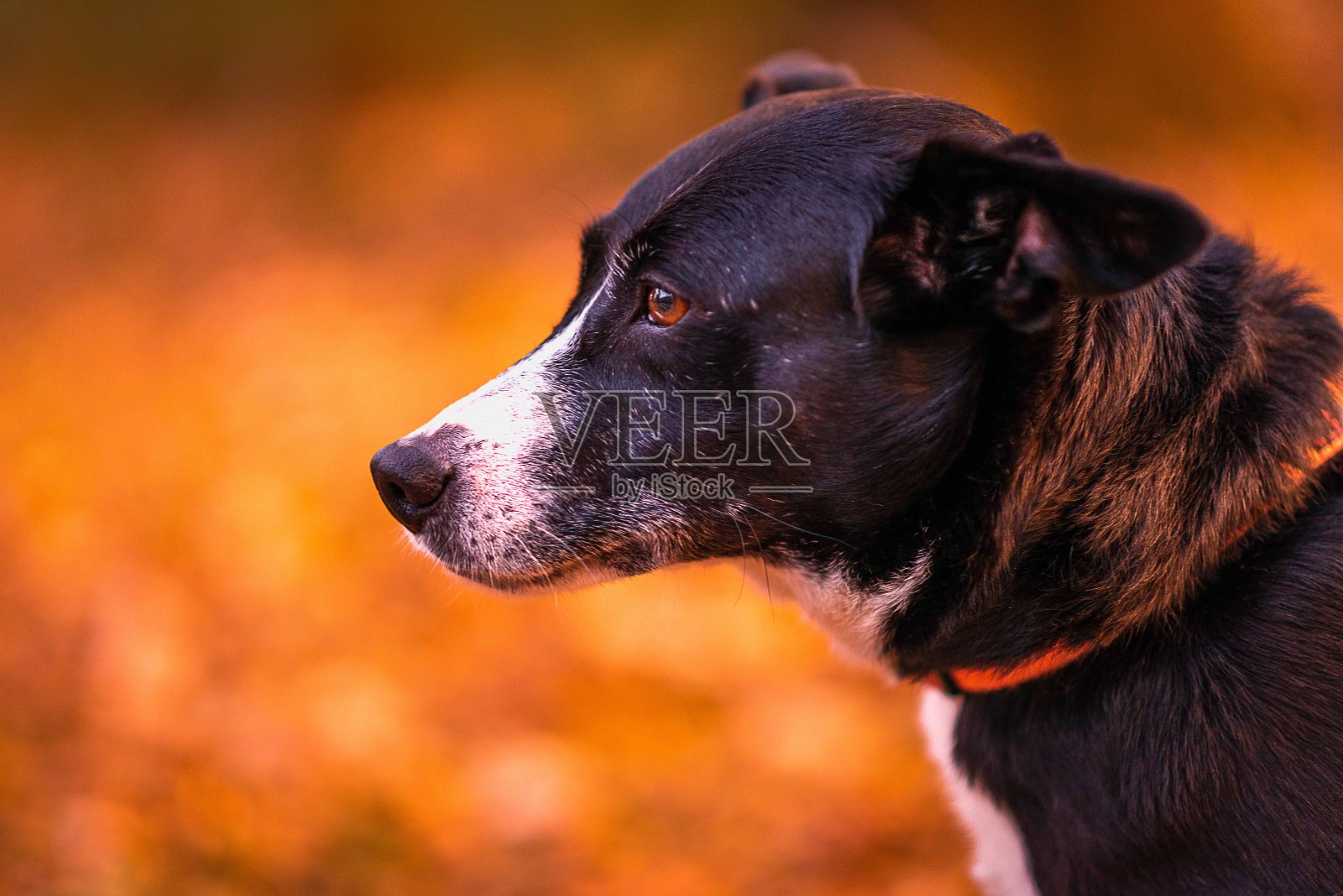 黑白狗照片摄影图片