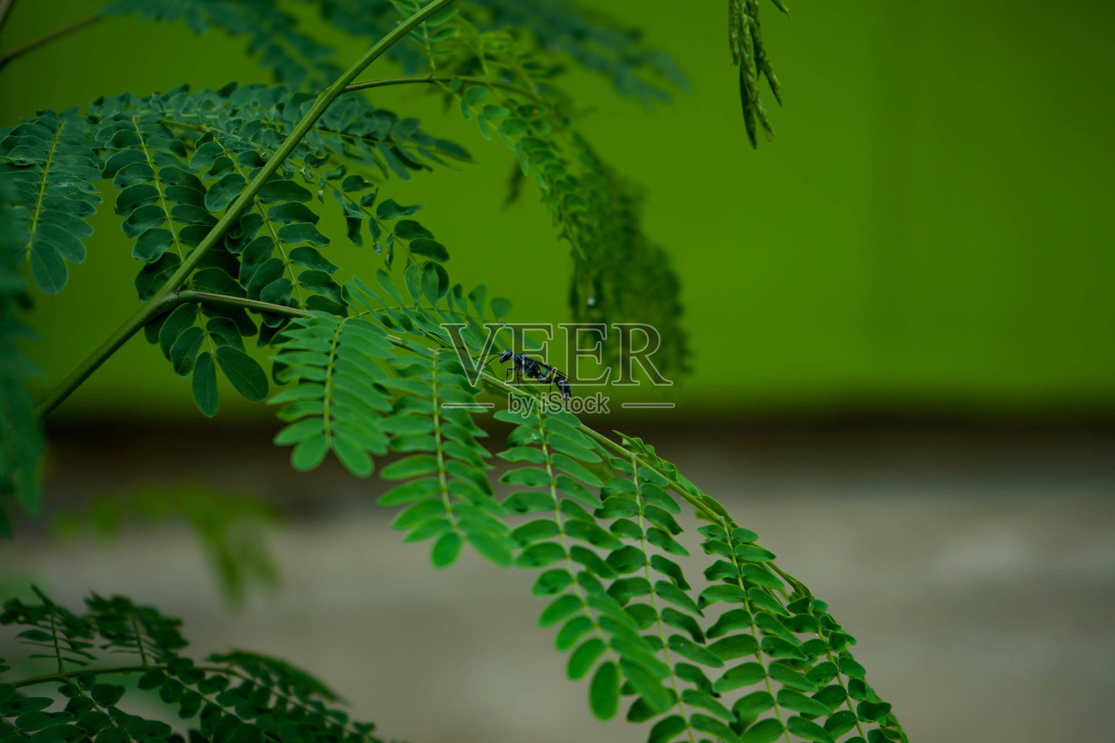 图片的绿叶从侧面照片摄影图片