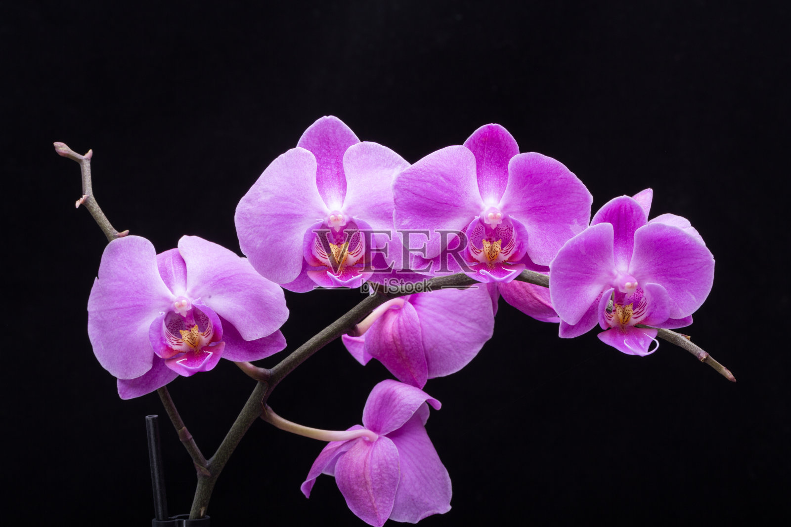 粉红色条纹兰花照片摄影图片