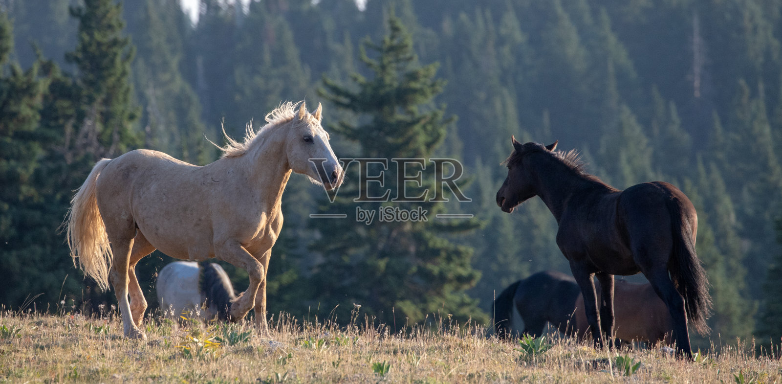 野马帕洛米诺种马在美国蒙大拿州怀俄明边境的普赖尔山脉野马牧场腾跃照片摄影图片