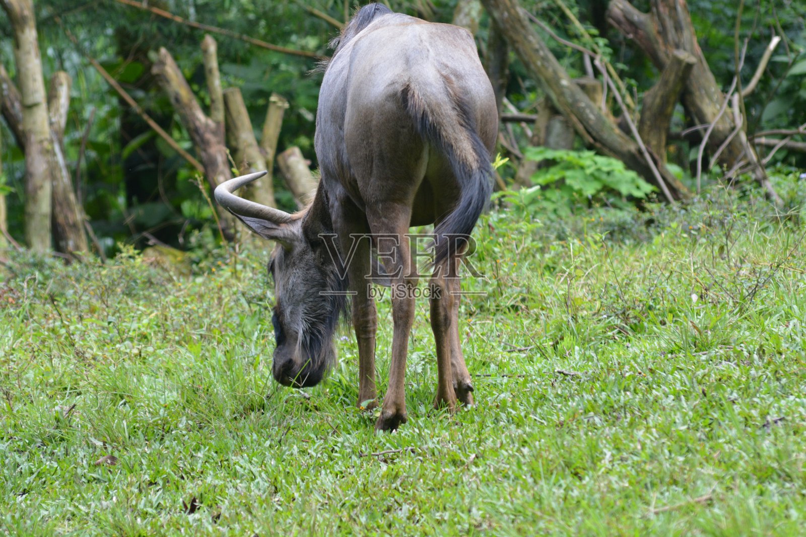 蓝色角马，Connochaetes taurus照片摄影图片