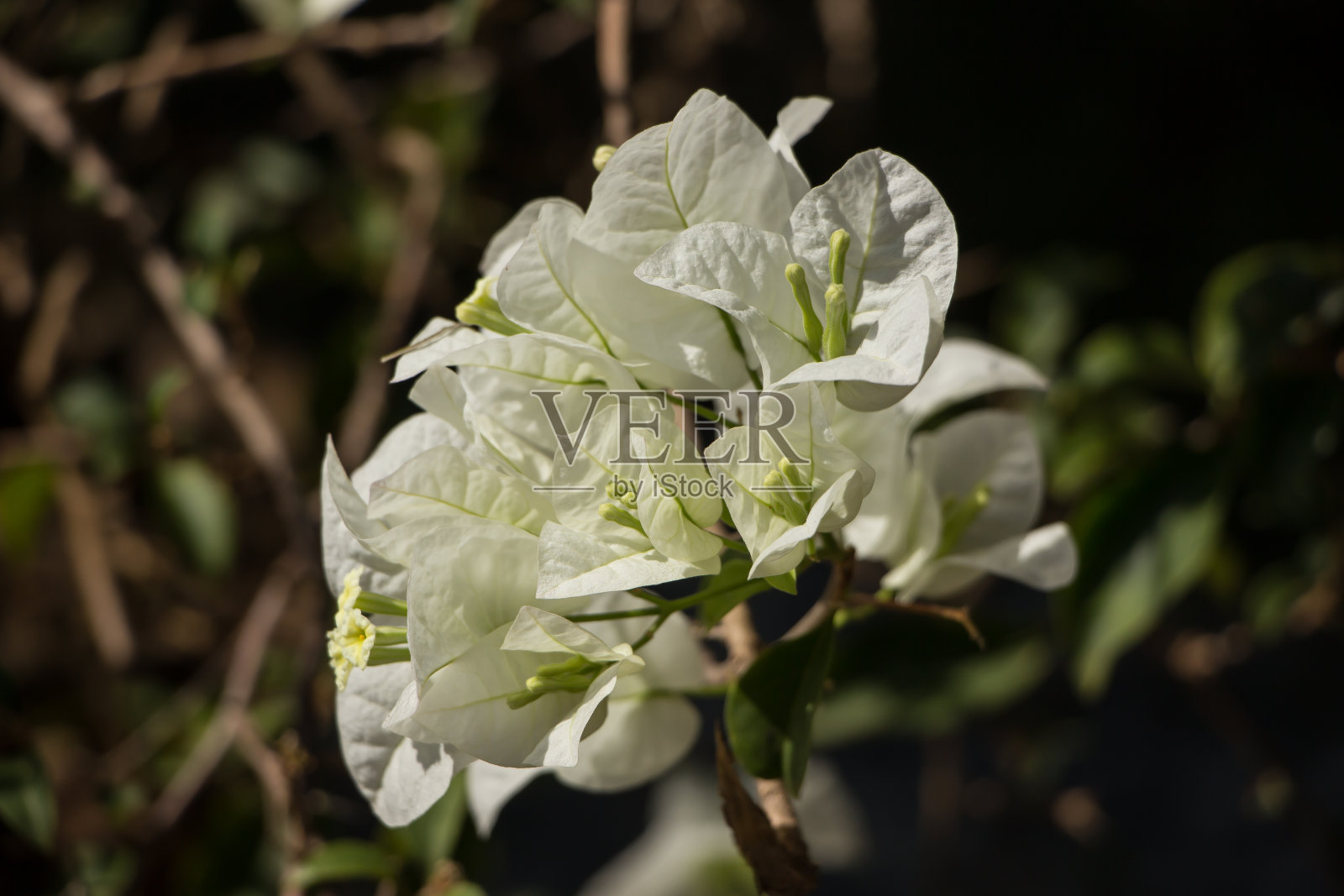 白色三角梅花在黑暗的背景照片摄影图片