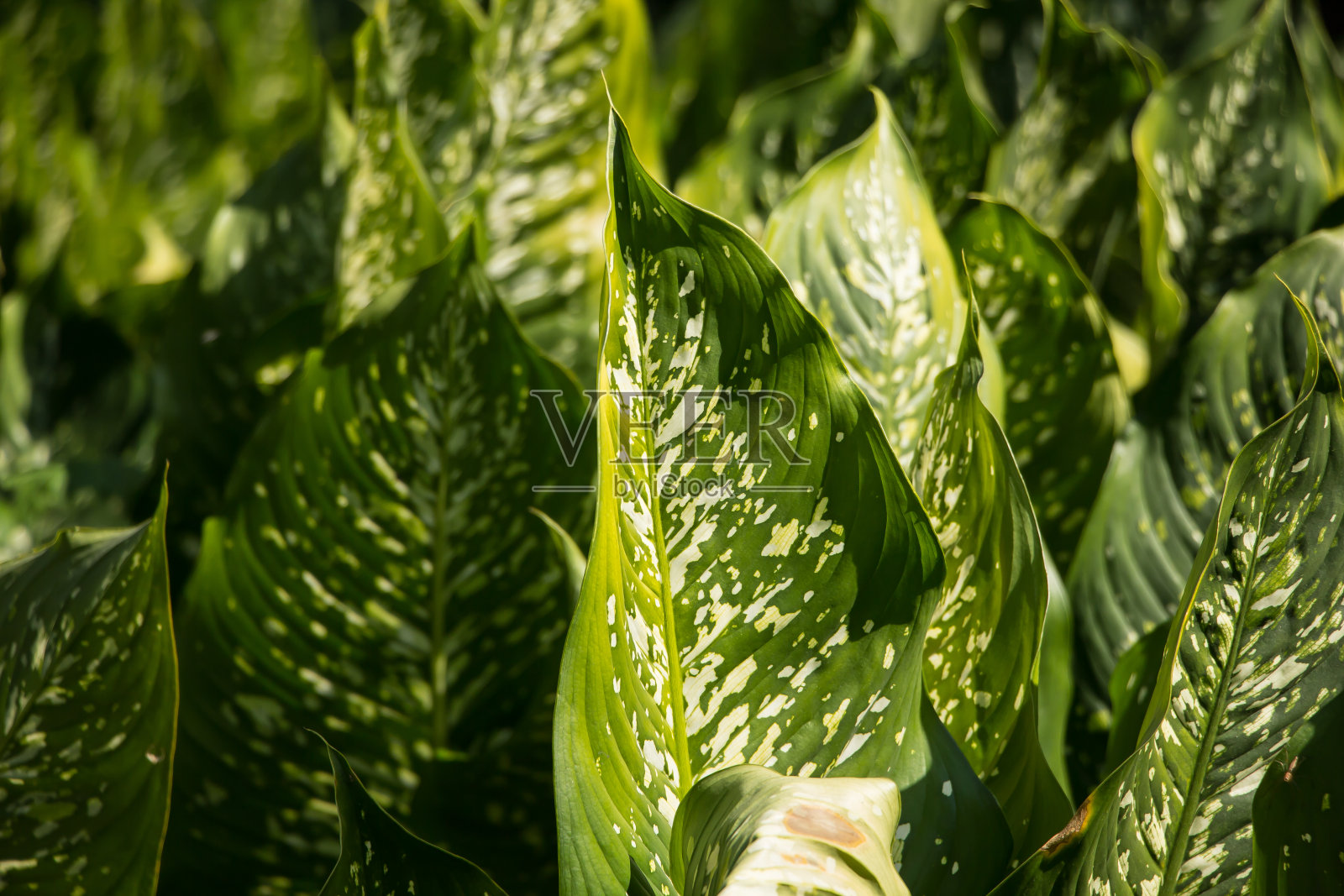 Dieffenbachia树的绿色铅照片摄影图片