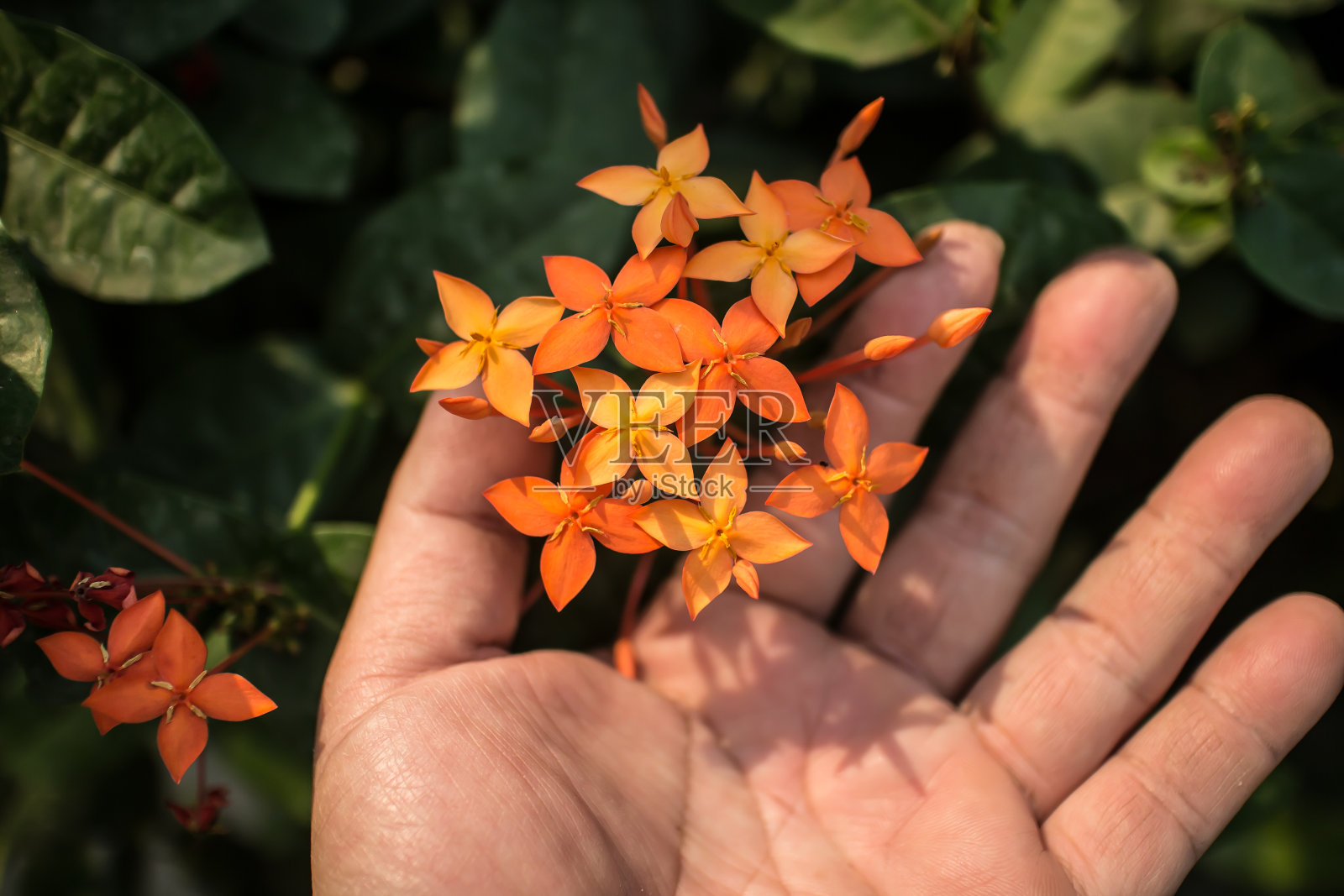 小红花Ixora花的特写照片摄影图片