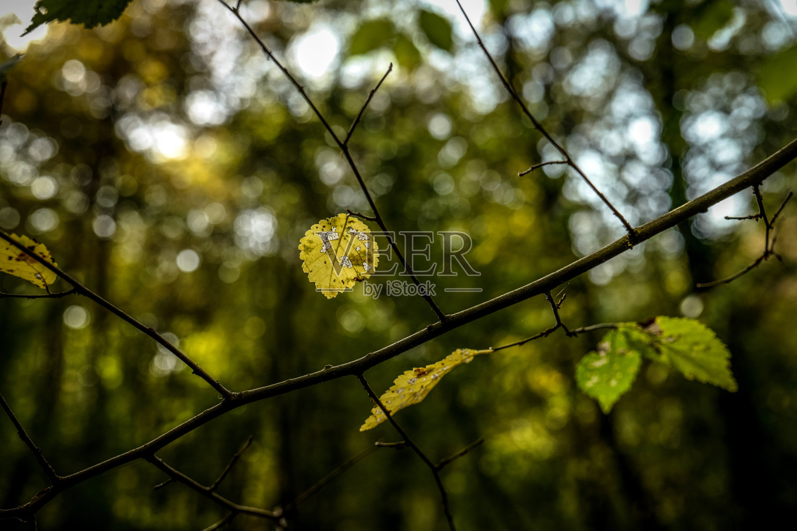 秋天的本性。死鸟的樱桃叶在绿色的天空背景照片摄影图片