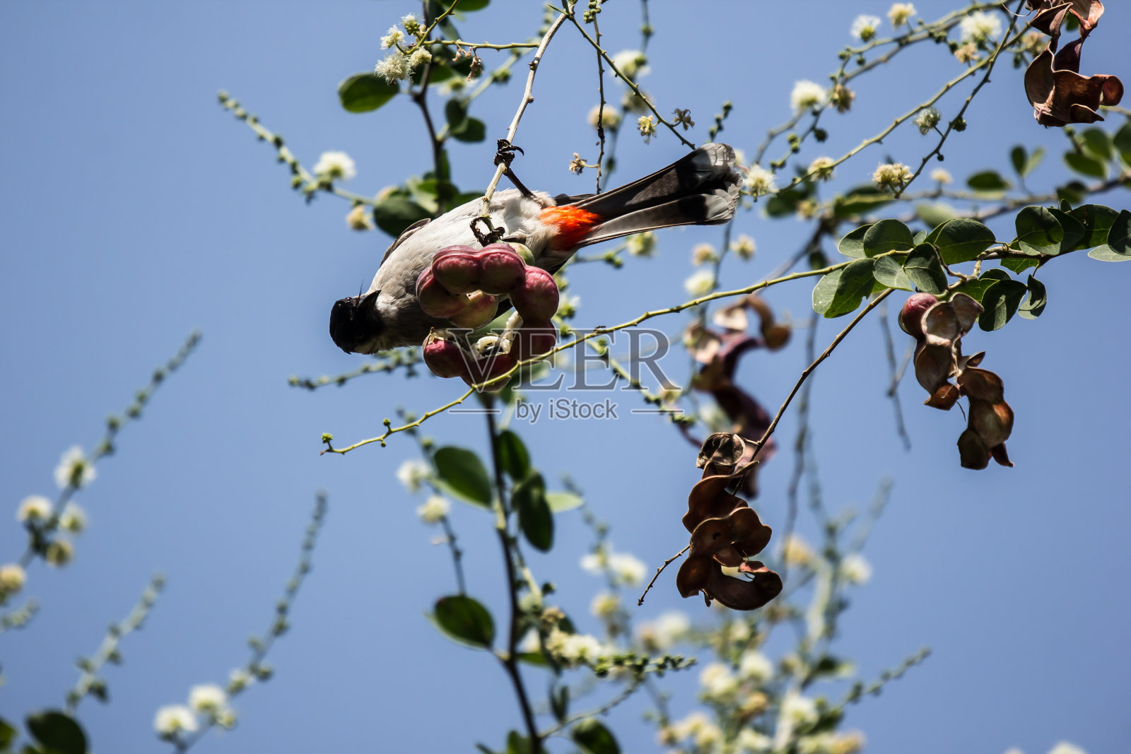 鸟和马尼拉罗望子果实在树上照片摄影图片